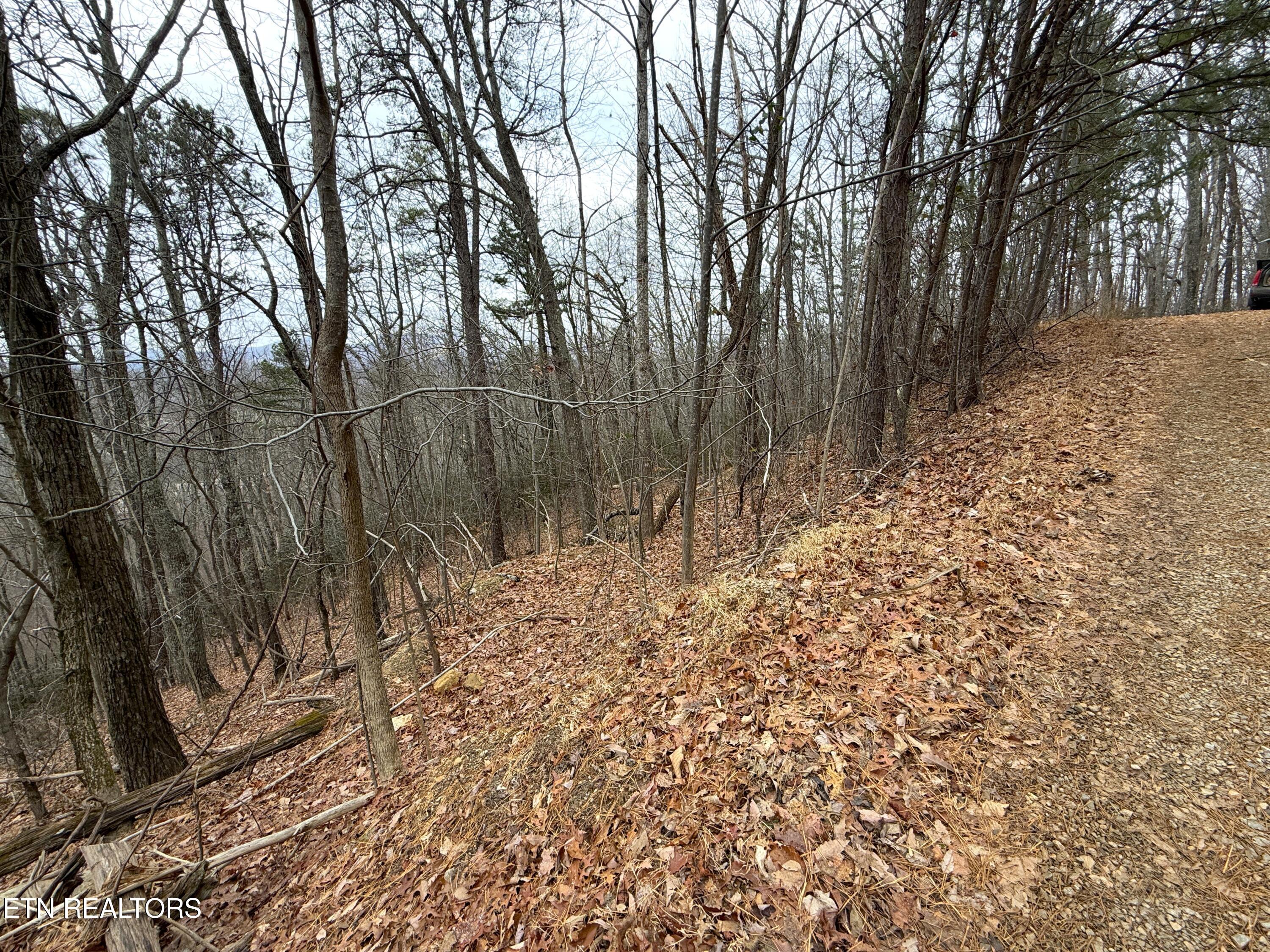 1.01 Ac Green Forest Road Cosby TN 37722