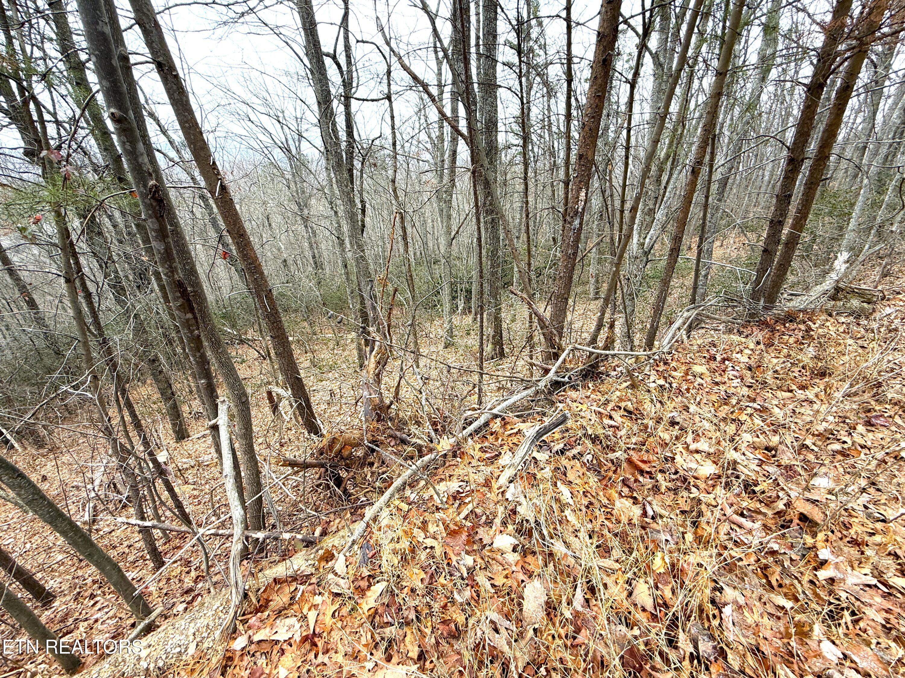 1.01 Ac Green Forest Road Cosby TN 37722