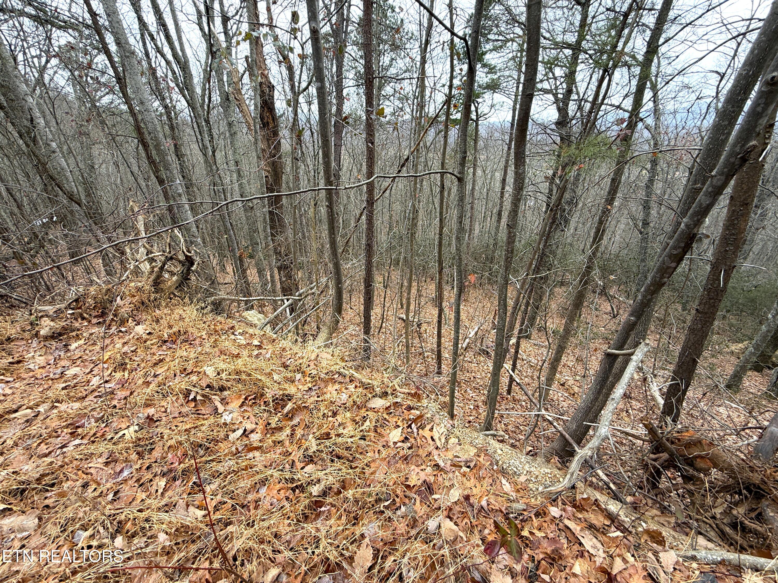 1.01 Ac Green Forest Road Cosby TN 37722