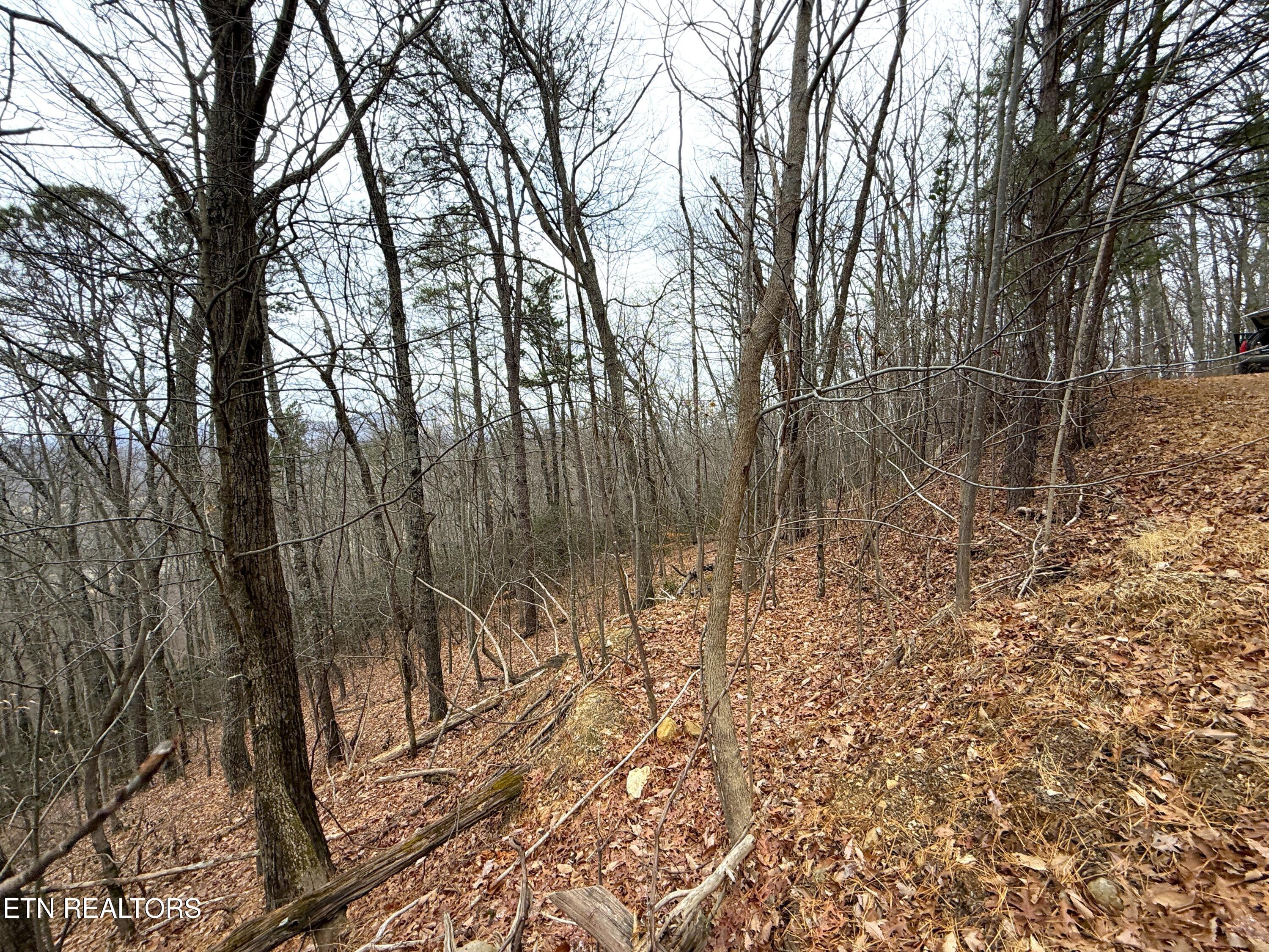 1.01 Ac Green Forest Road Cosby TN 37722