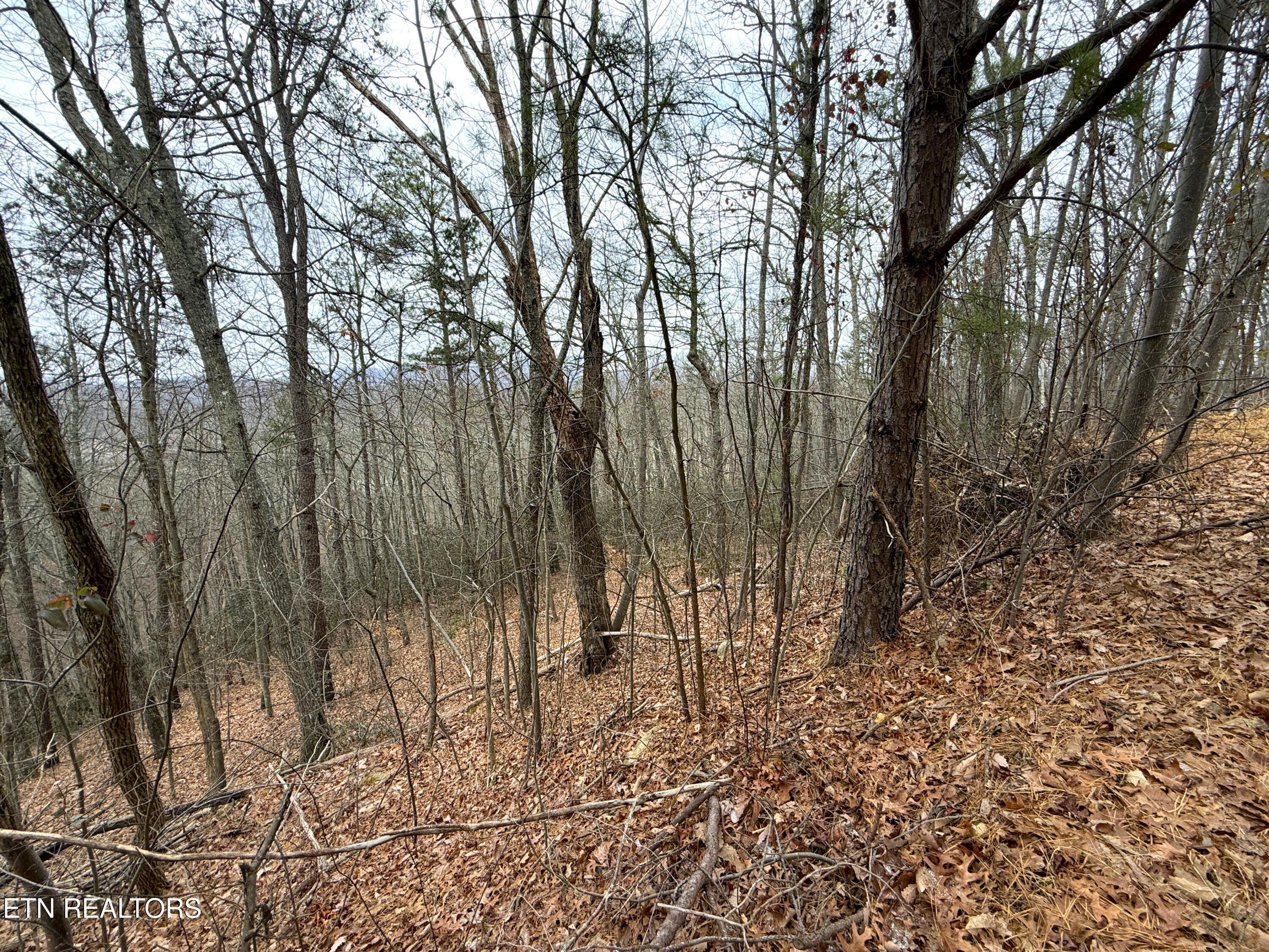 1.01 Ac Green Forest Road Cosby TN 37722