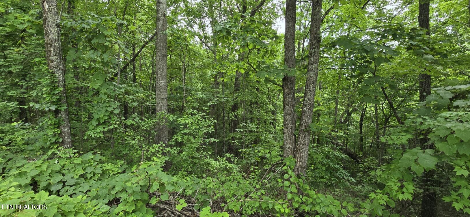 Lot 48-49 Bear Creek Road Winfield TN 37892