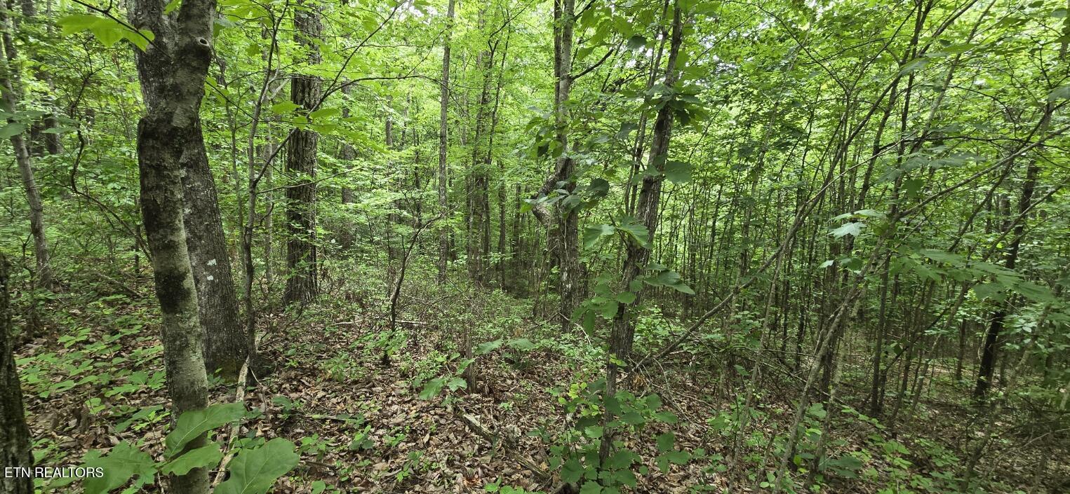 Lot 48-49 Bear Creek Road Winfield TN 37892