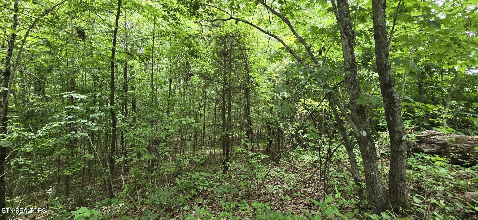 Lot 48-49 Bear Creek Road Winfield TN 37892