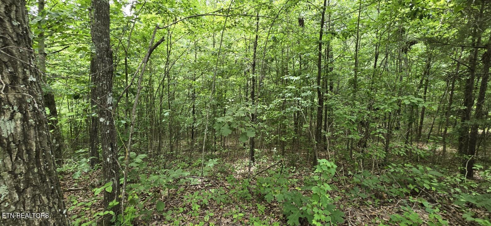Lot 48-49 Bear Creek Road Winfield TN 37892