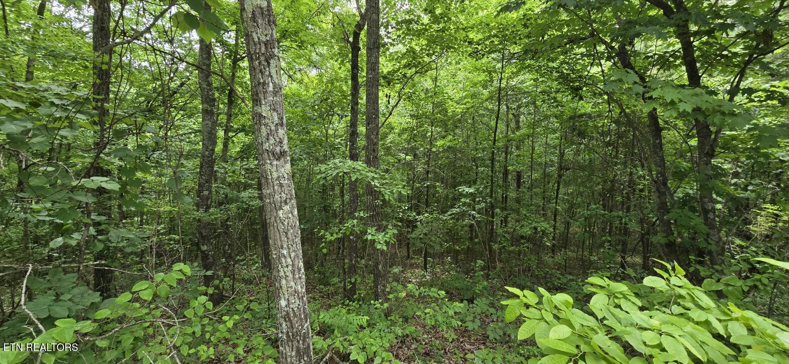 Lot 48-49 Bear Creek Road Winfield TN 37892