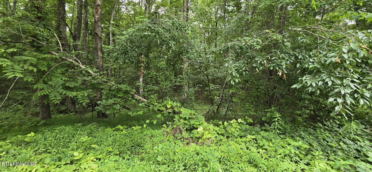 Lot 48-49 Bear Creek Road Winfield TN 37892