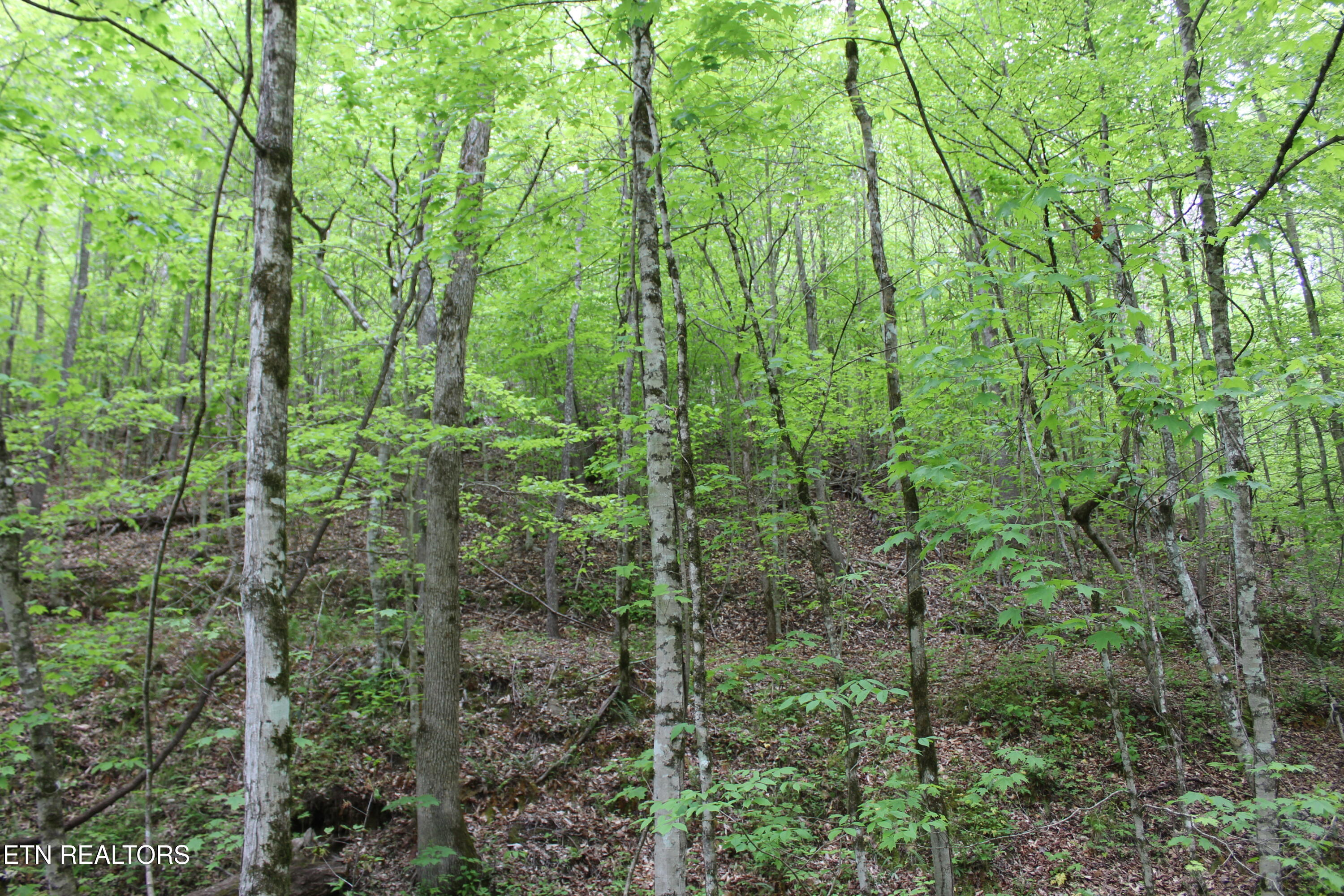Leatherwood Road Sevierville TN 37876