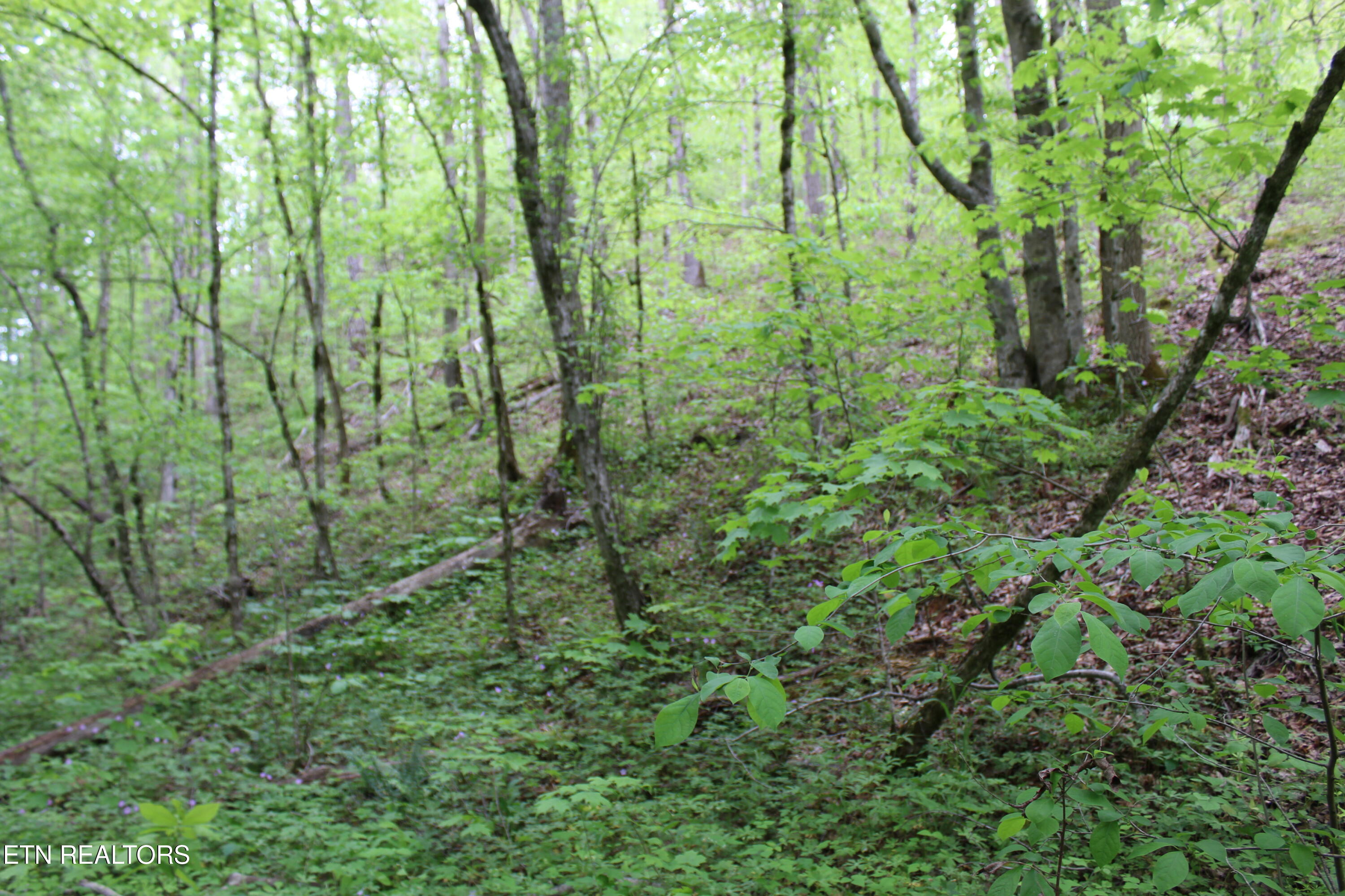 Leatherwood Road Sevierville TN 37876