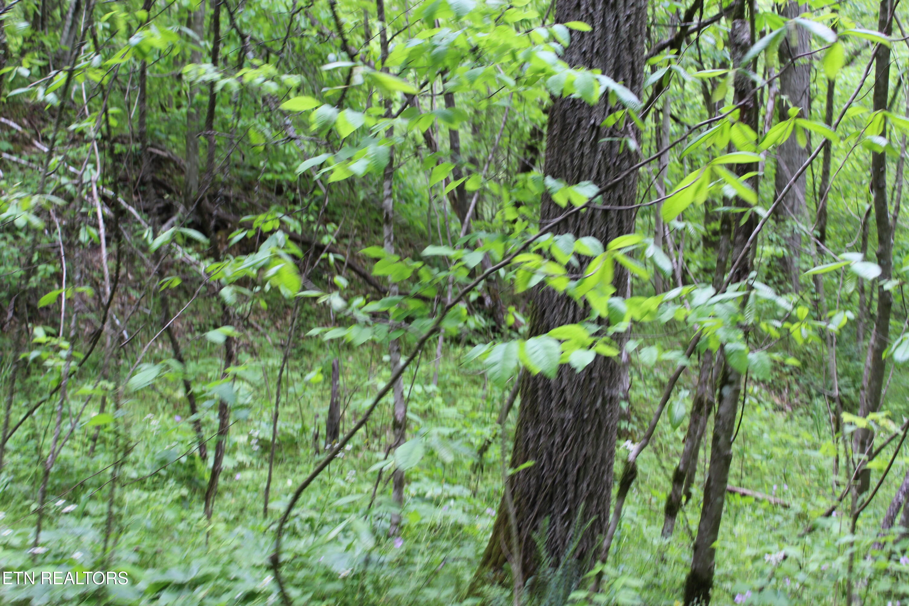 Leatherwood Road Sevierville TN 37876