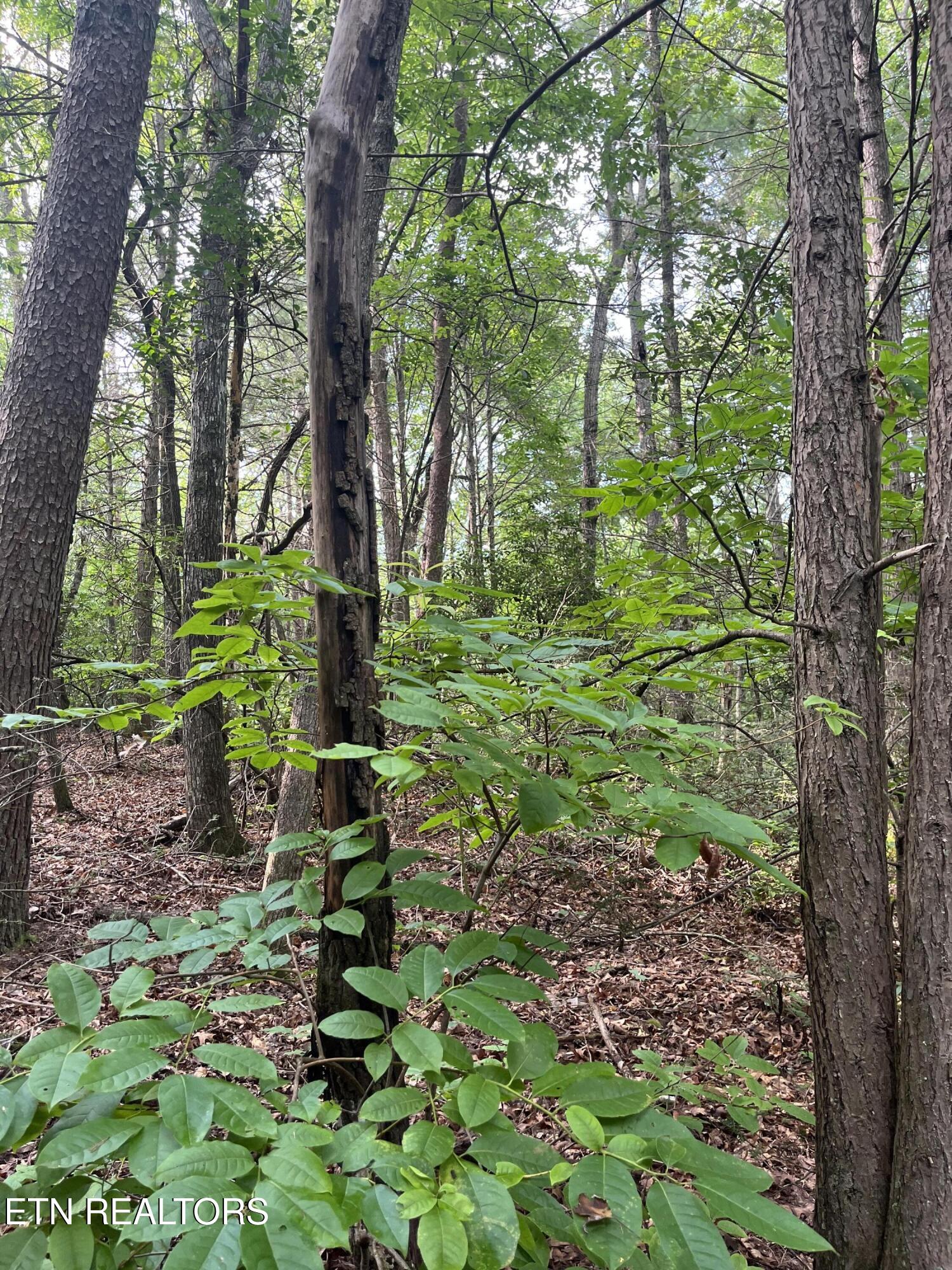 Lower Smithfield Road Tellico Plains TN 37385