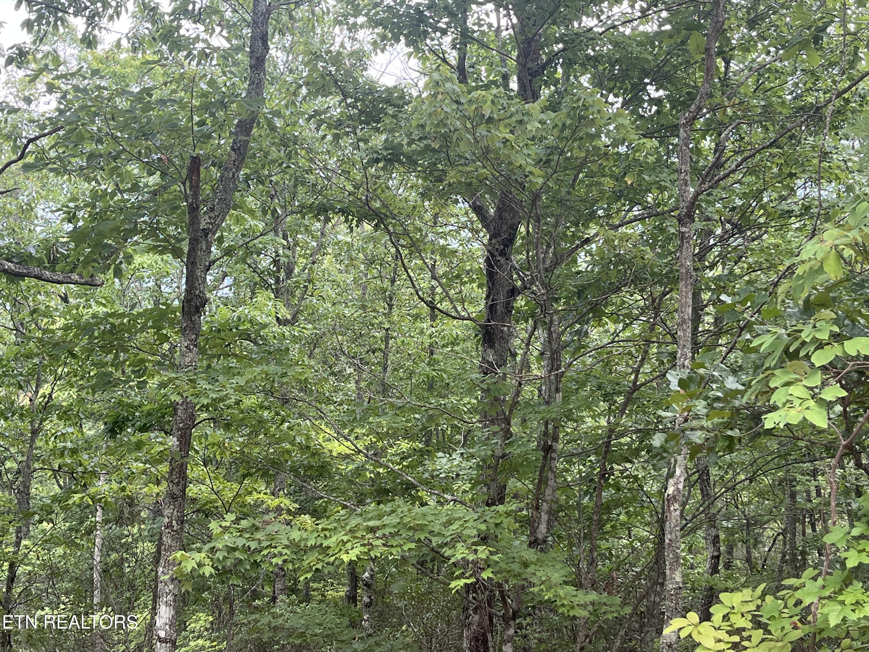 Lower Smithfield Road Tellico Plains TN 37385