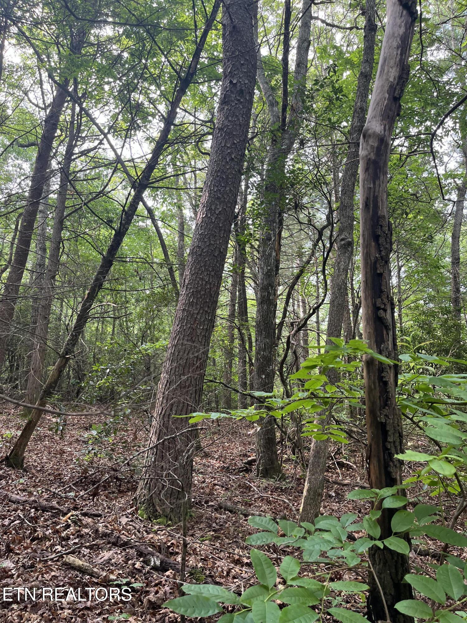 Lower Smithfield Road Tellico Plains TN 37385