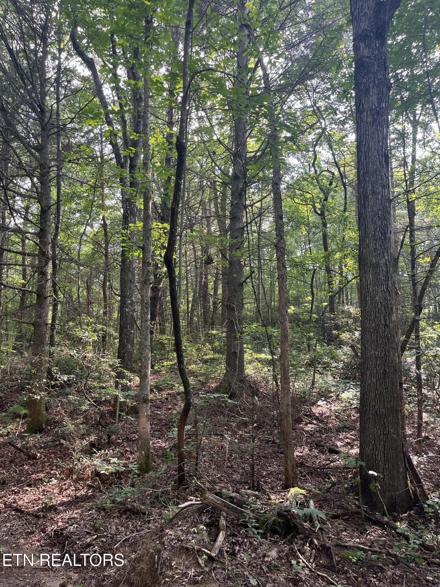Lower Smithfield Road Tellico Plains TN 37385
