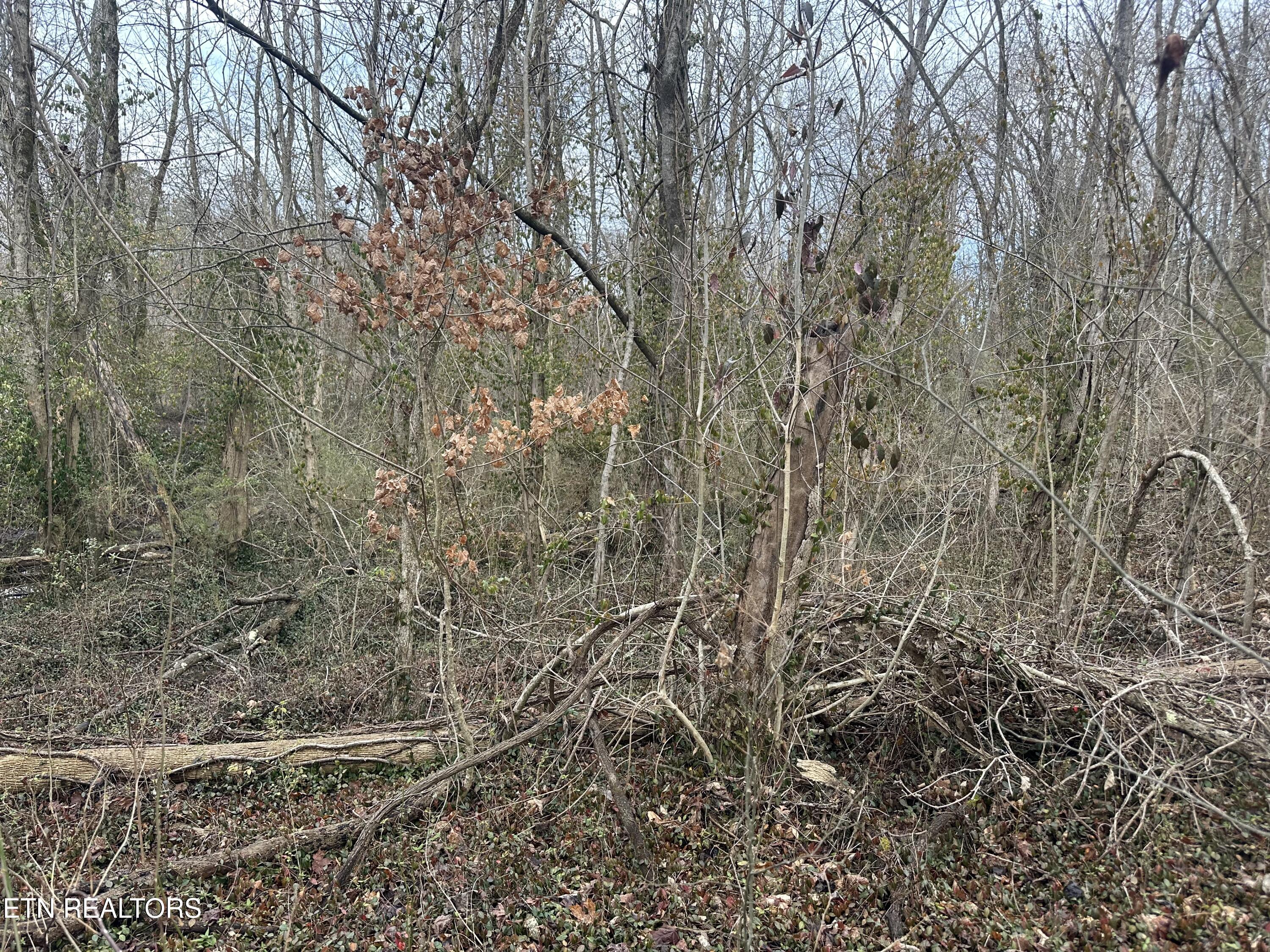 Lovely Bluff Road Rocky Top TN 37769