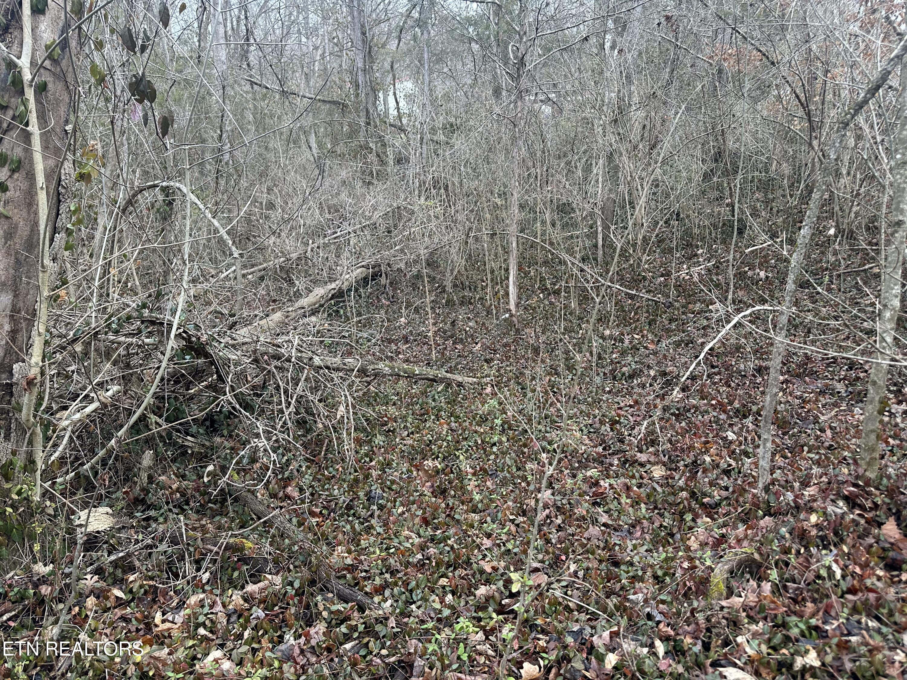 Lovely Bluff Road Rocky Top TN 37769