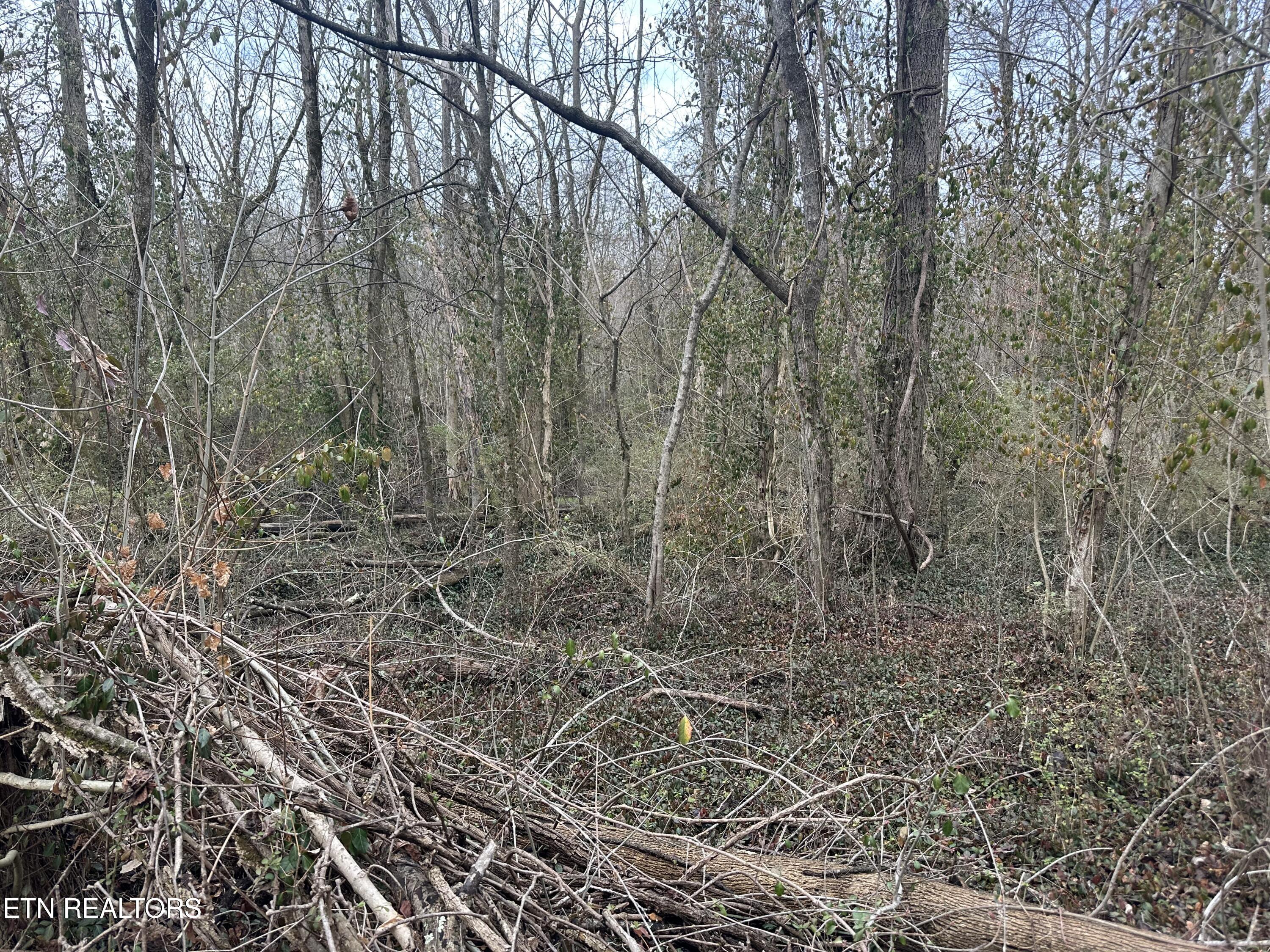 Lovely Bluff Road Rocky Top TN 37769