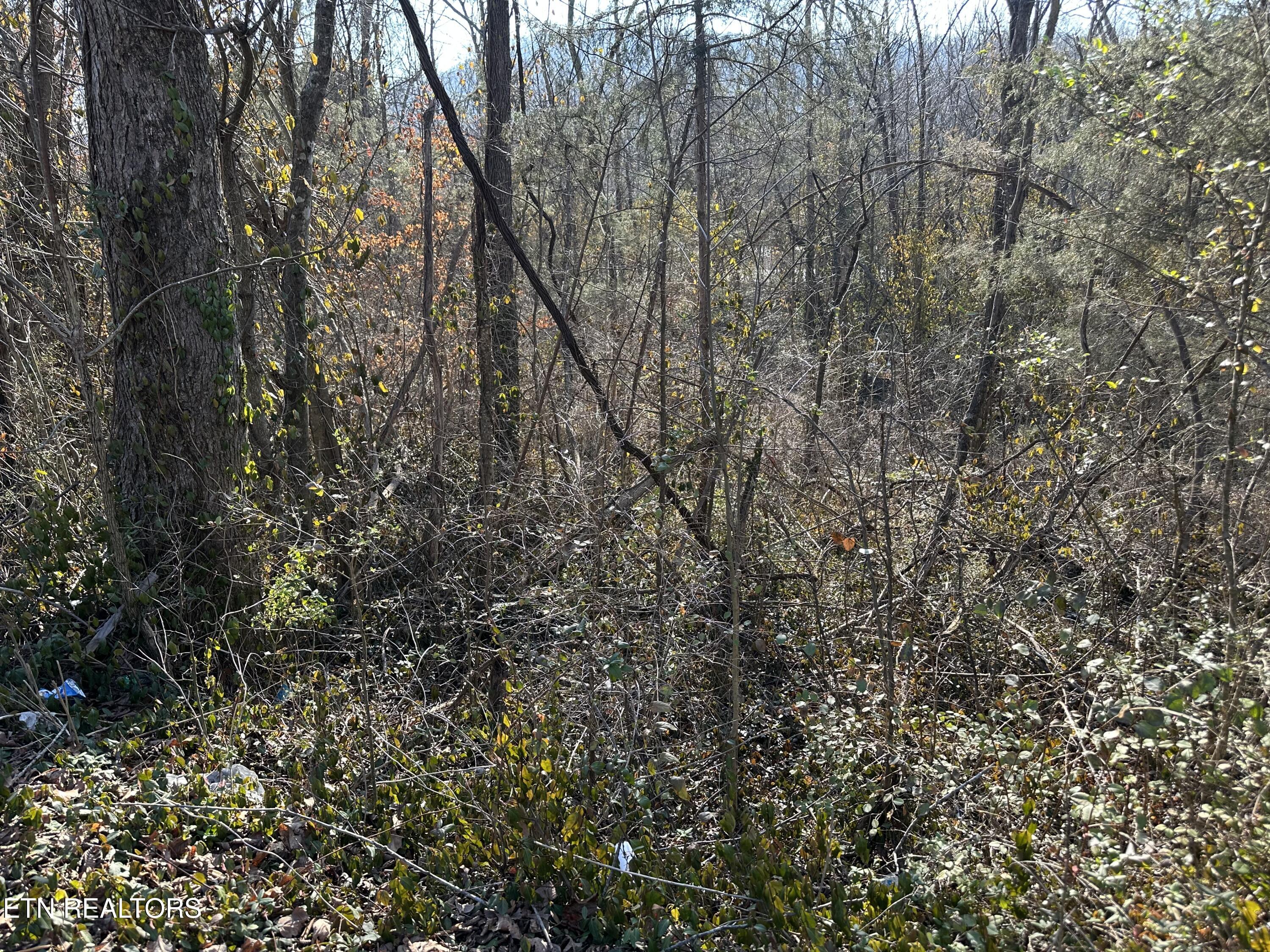 Lovely Bluff Road Rocky Top TN 37769