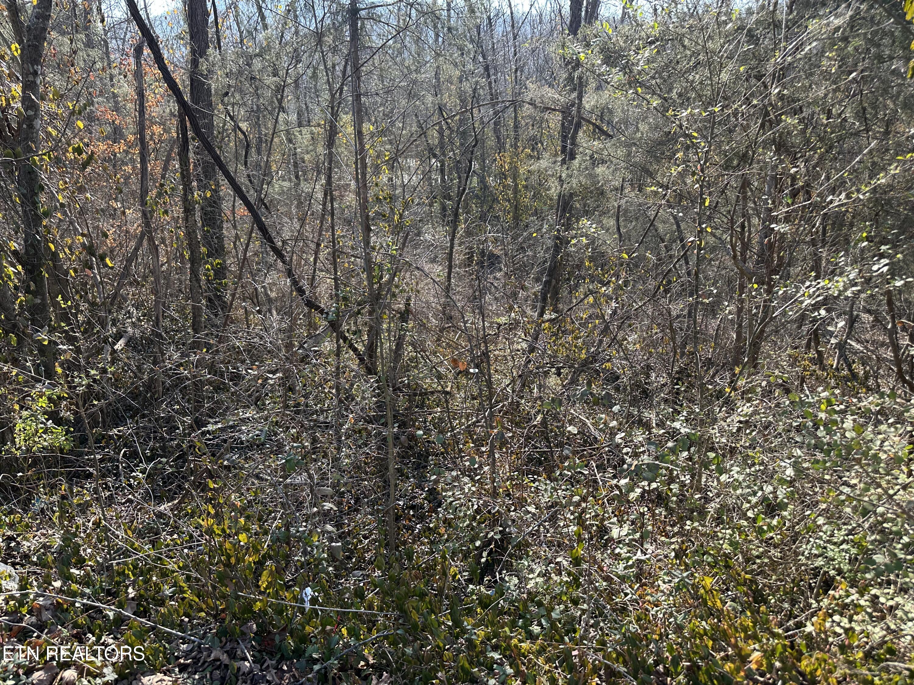Lovely Bluff Road Rocky Top TN 37769
