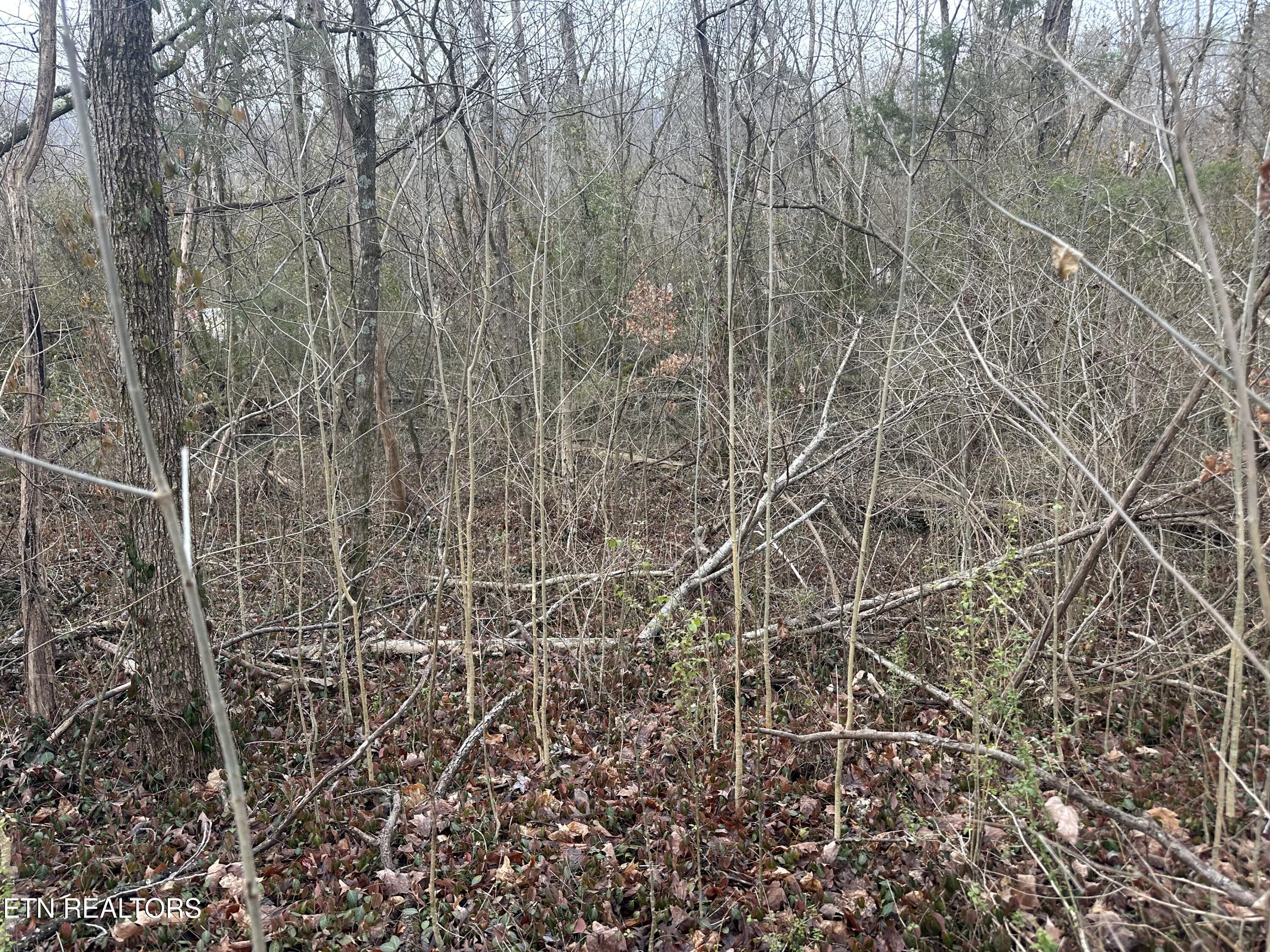 Lovely Bluff Road Rocky Top TN 37769