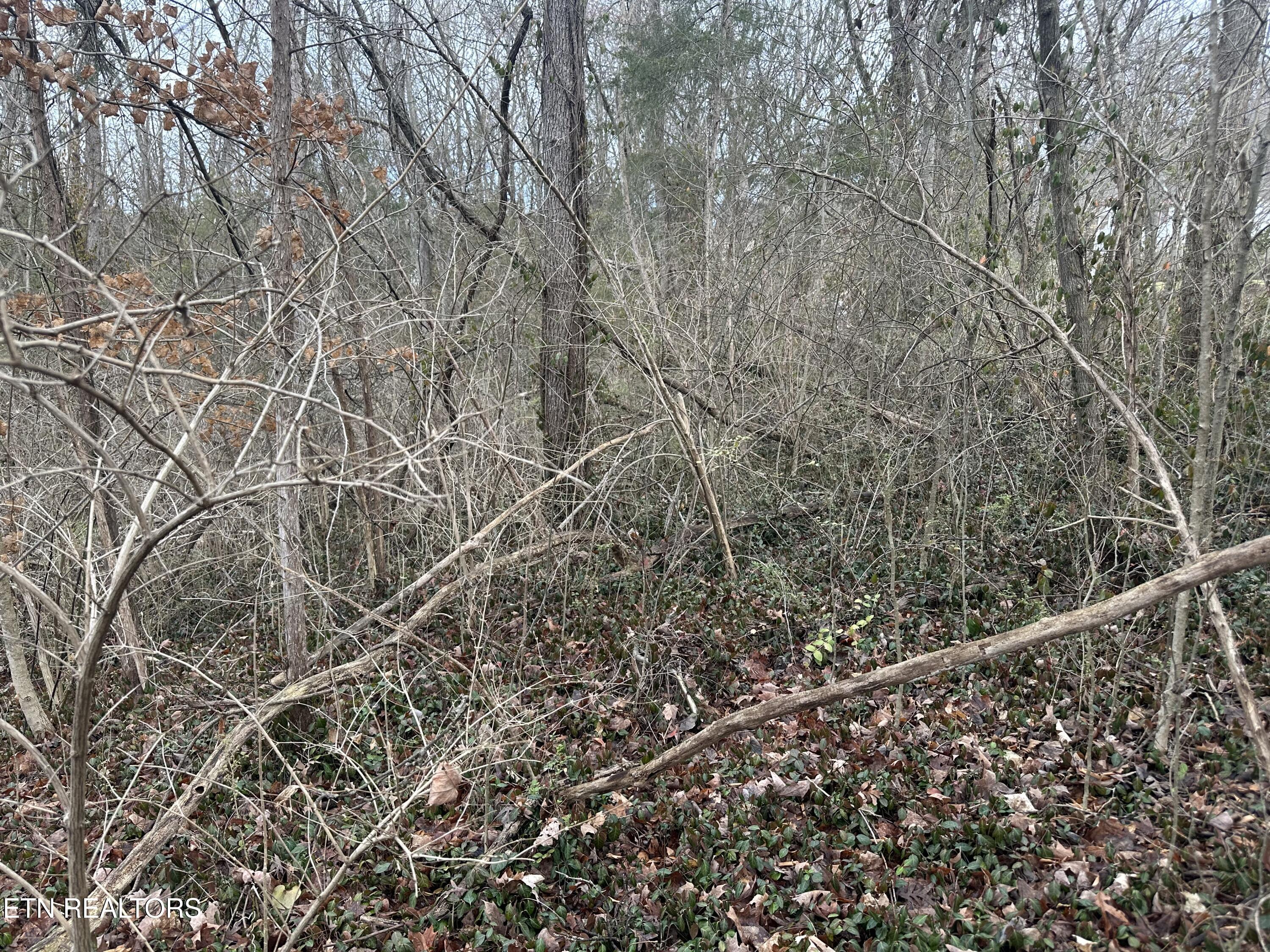Lovely Bluff Road Rocky Top TN 37769