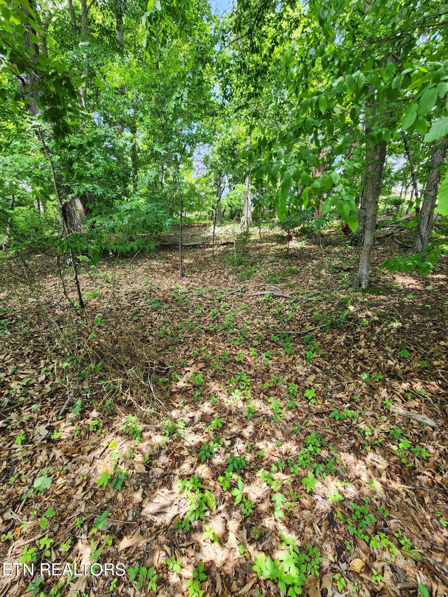 Hiwassee Drive Jacksboro TN 37757