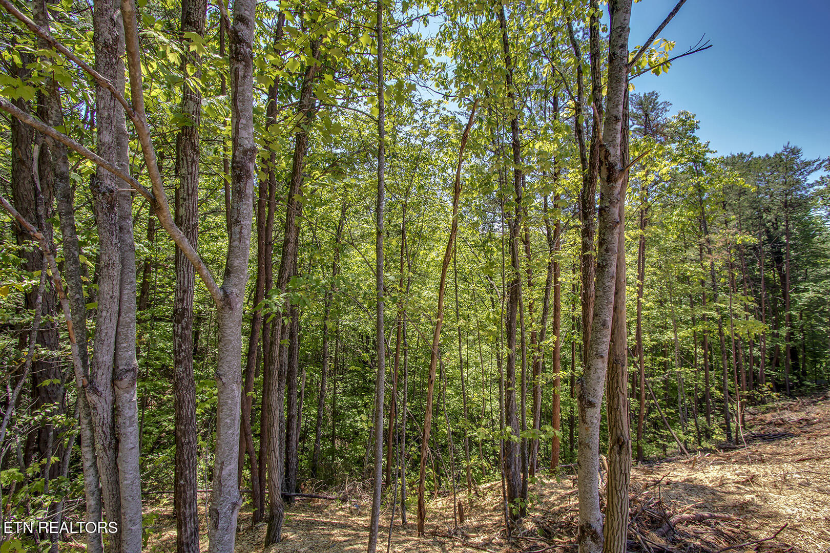 Sassafras Trail Sevierville TN 37876