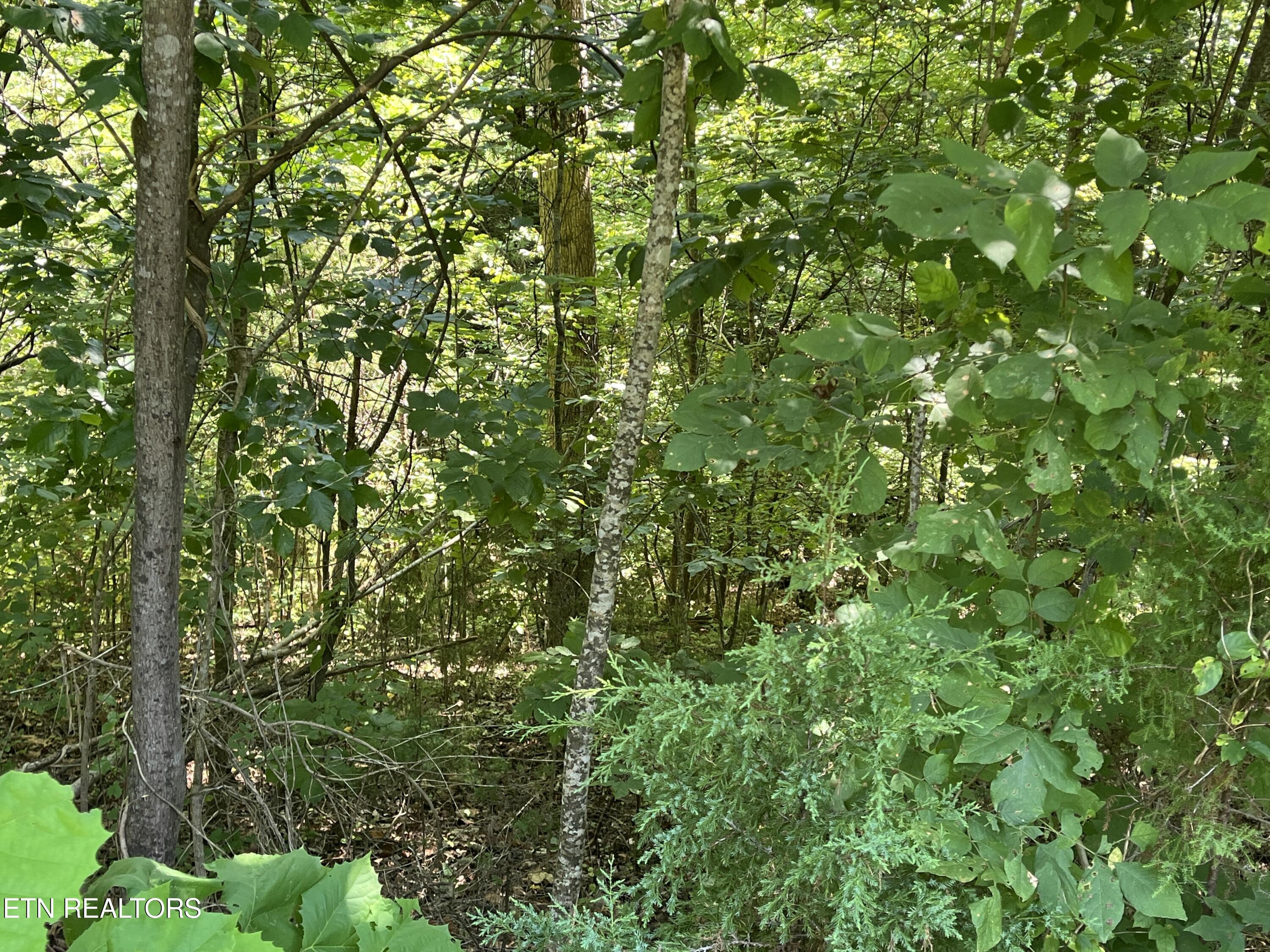 Stone Bridge Drive Dandridge TN 37725
