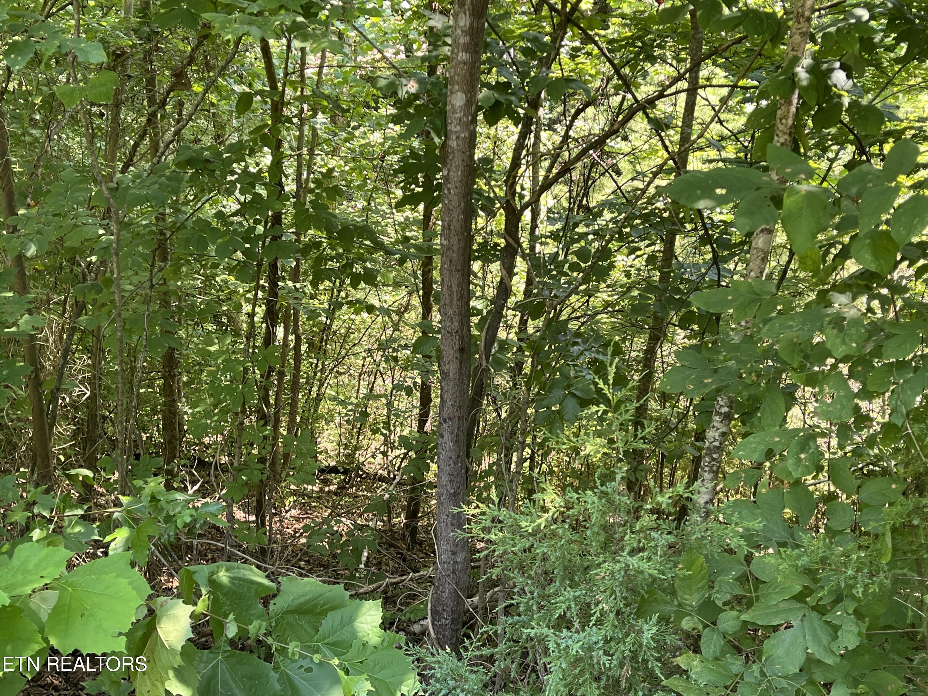 Stone Bridge Drive Dandridge TN 37725