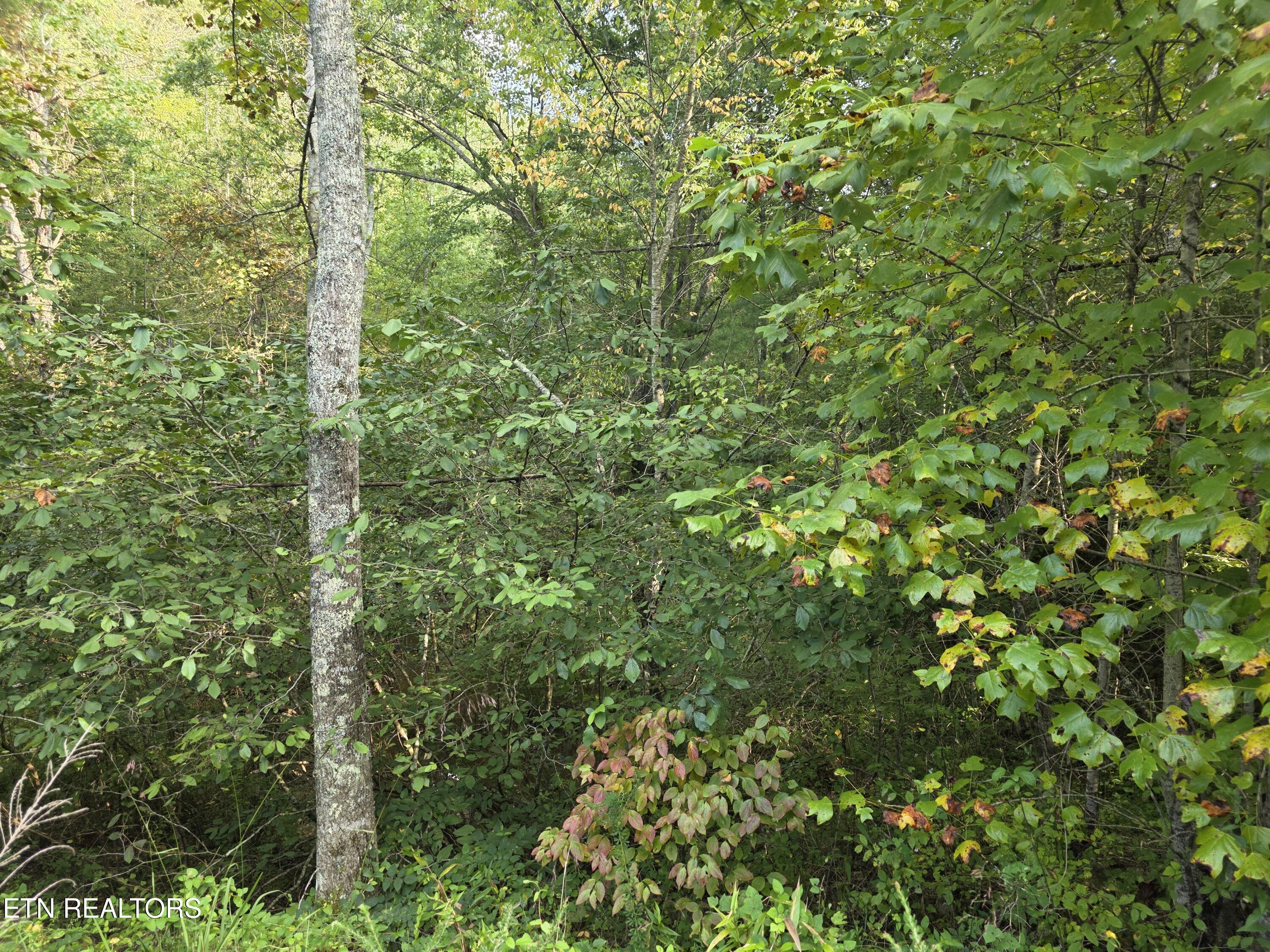 50 E Cove Road Monterey TN 38574