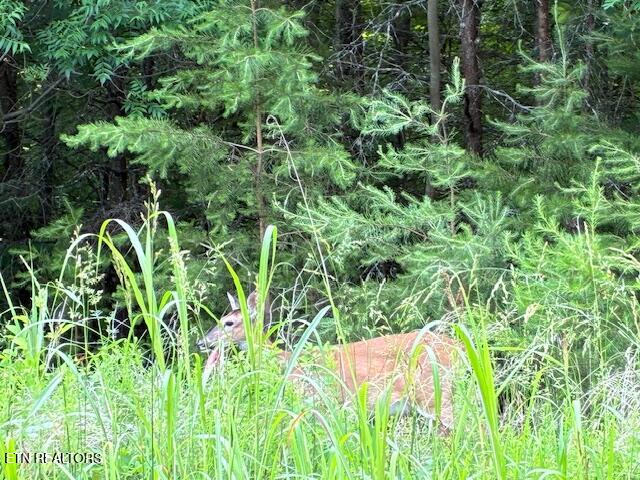 Lot 17 Waterstone Drive Dandridge TN 37725