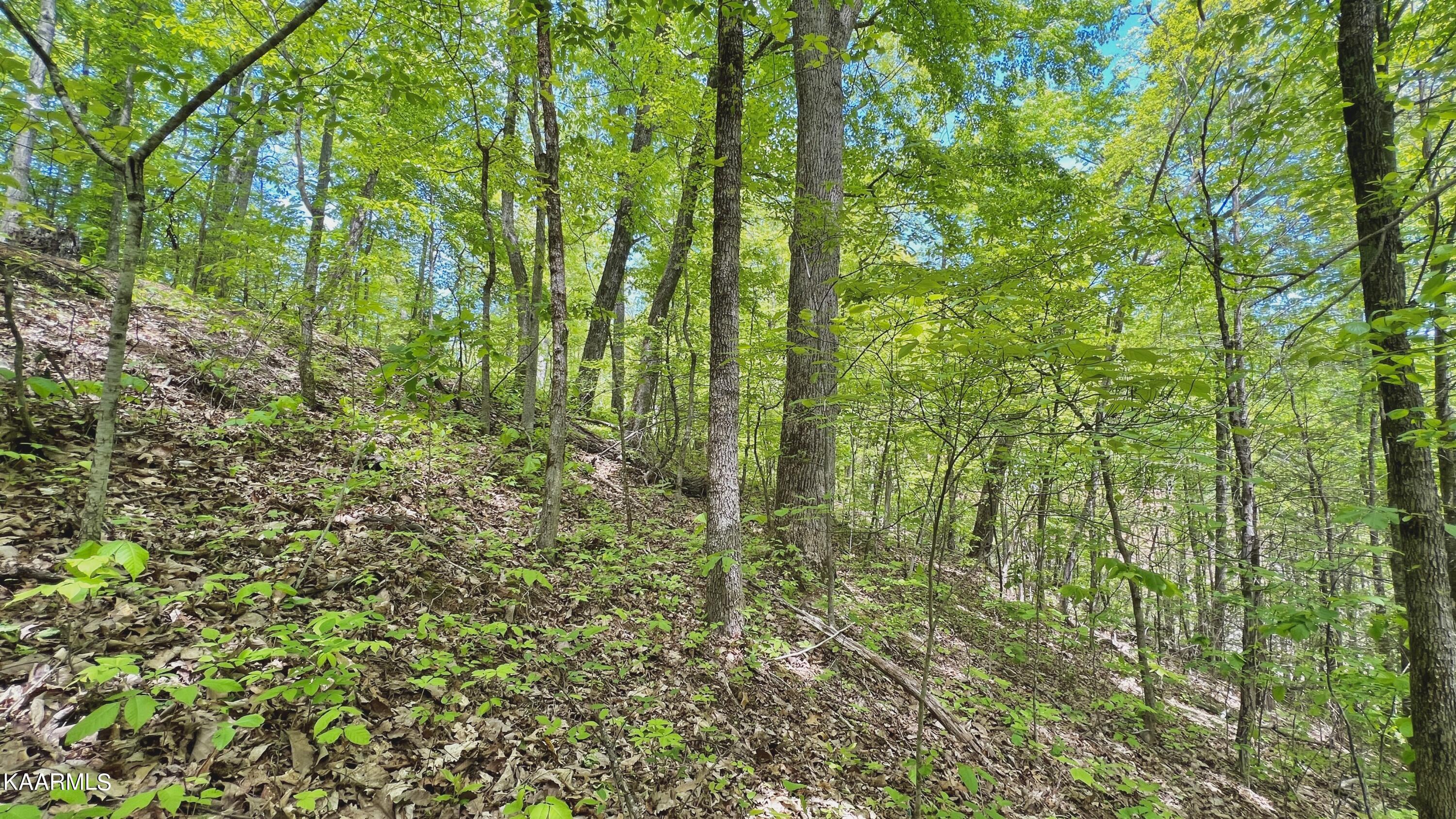Grassy Branch Loop Sevierville TN 37876