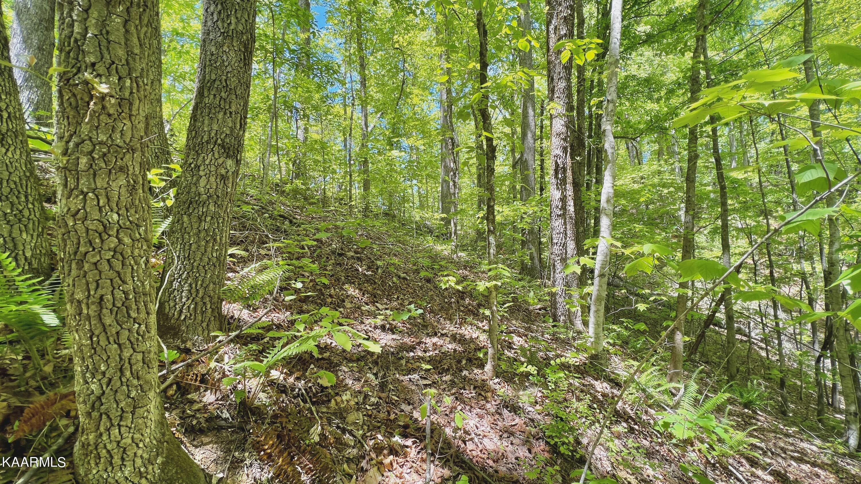 Grassy Branch Loop Sevierville TN 37876