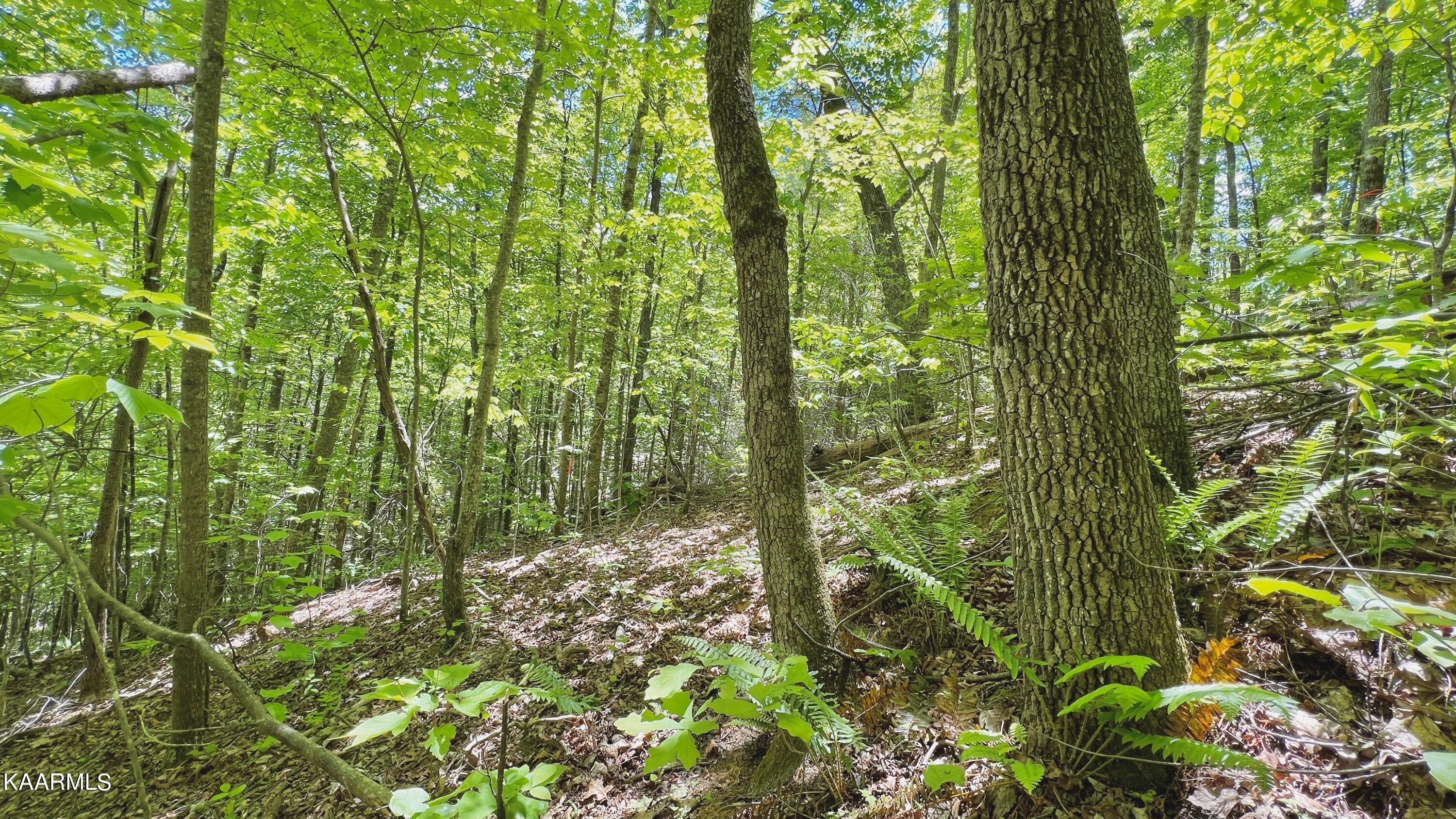 Grassy Branch Loop Sevierville TN 37876