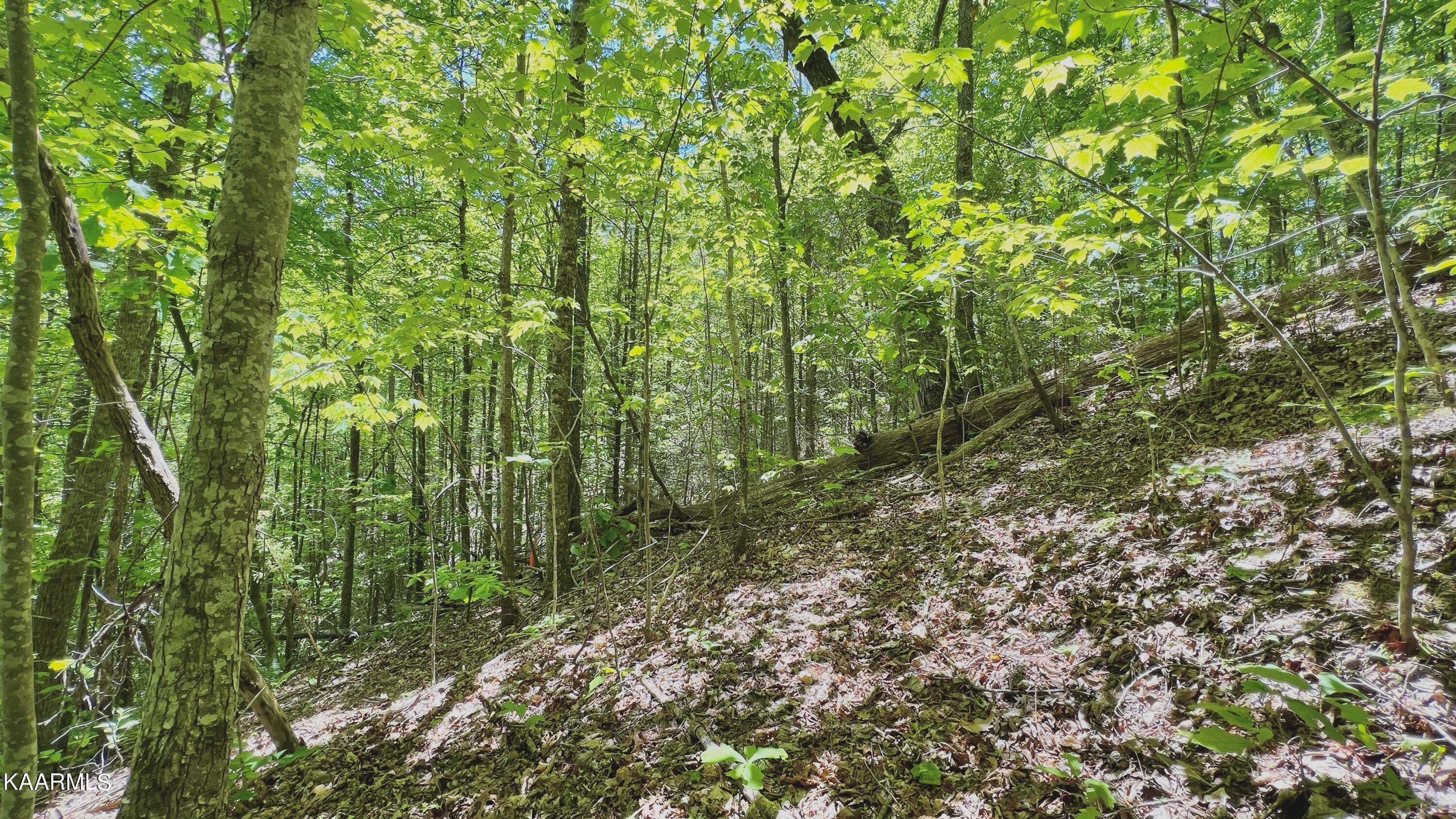 Grassy Branch Loop Sevierville TN 37876