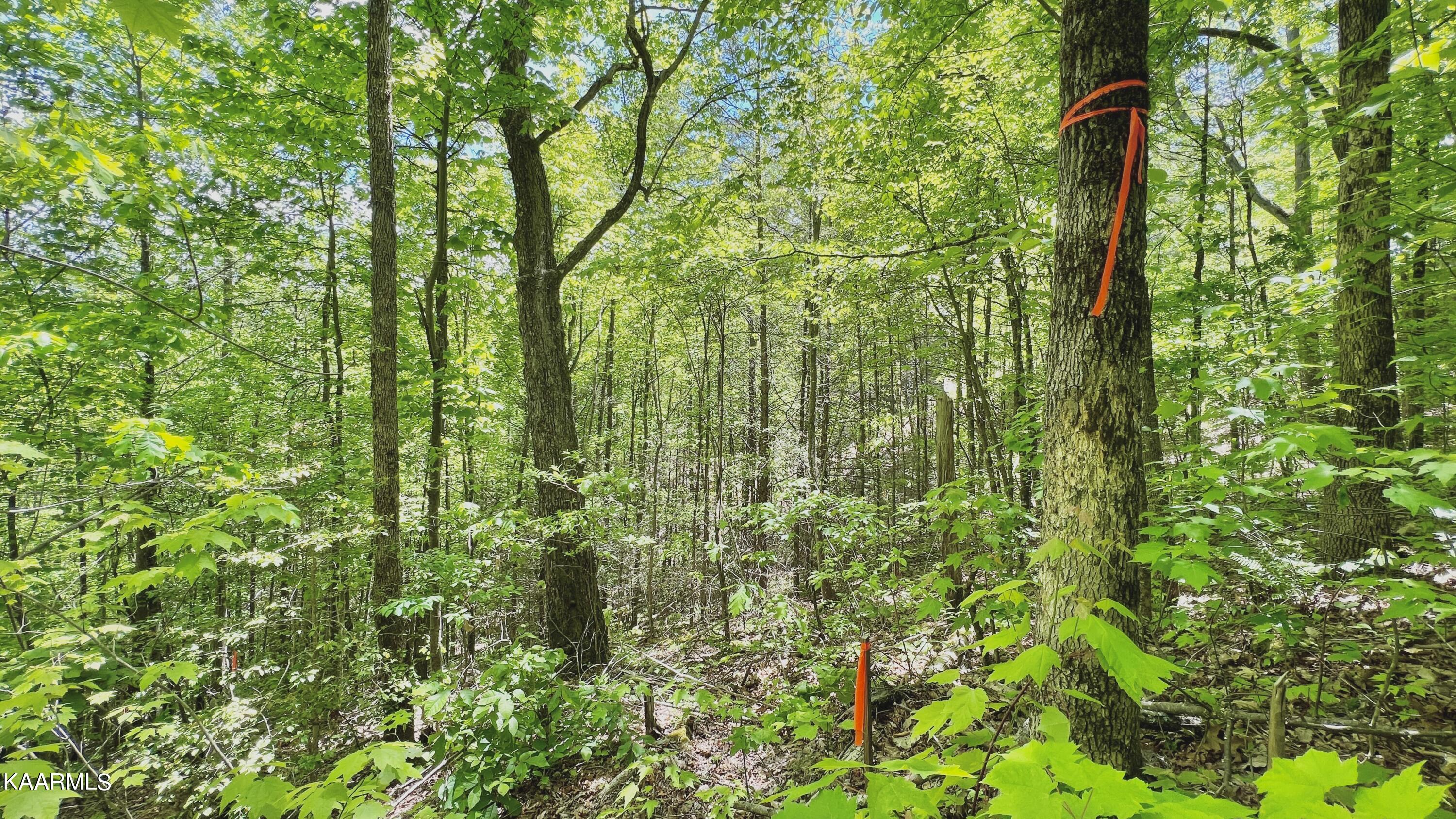 Grassy Branch Loop Sevierville TN 37876