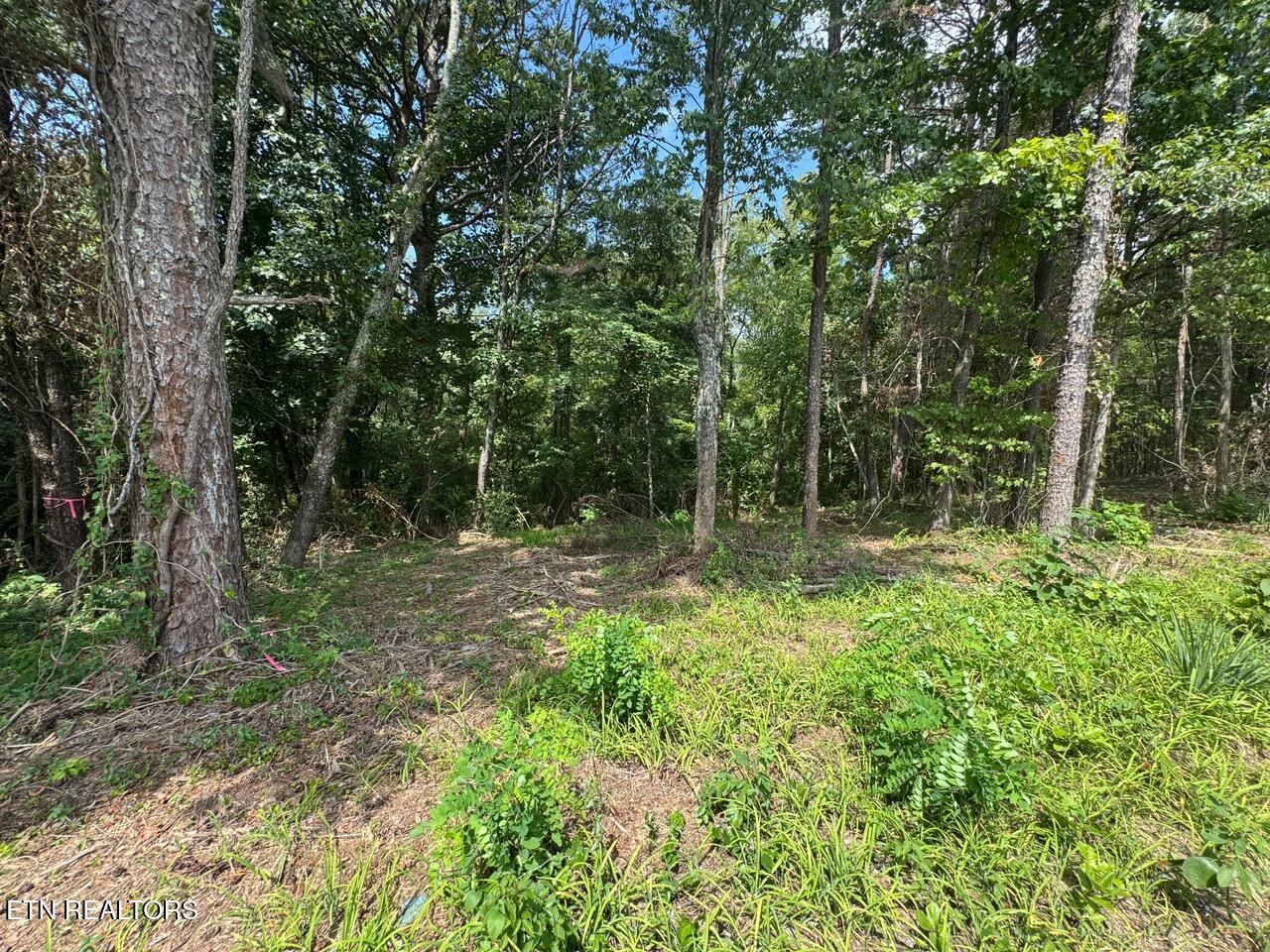 Old Wolf River Road Jamestown TN 38556