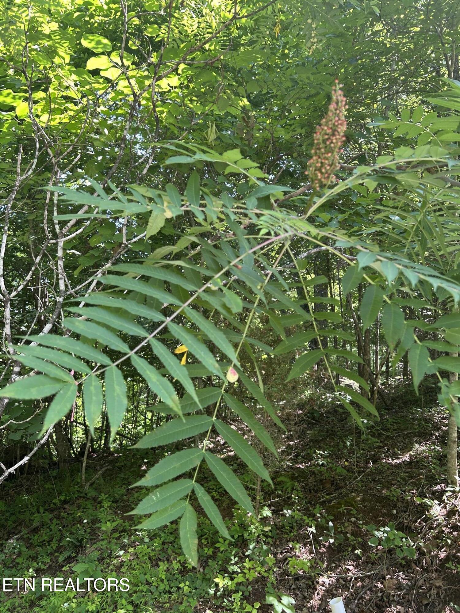 Lot 714 Russell Brothers Road Sharps Chapel TN 37866