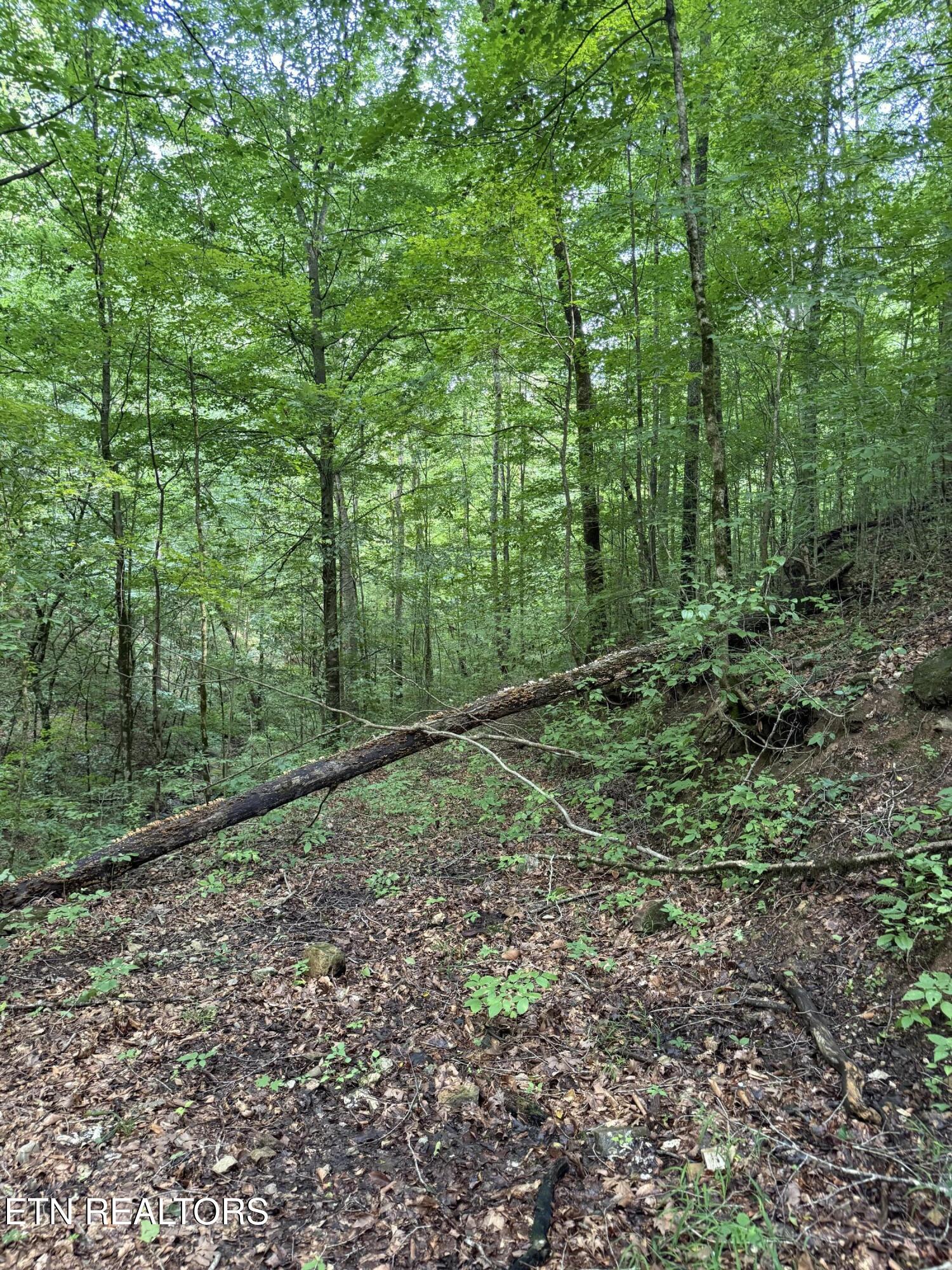 Lonesome Valley Road New Tazewell TN 37825