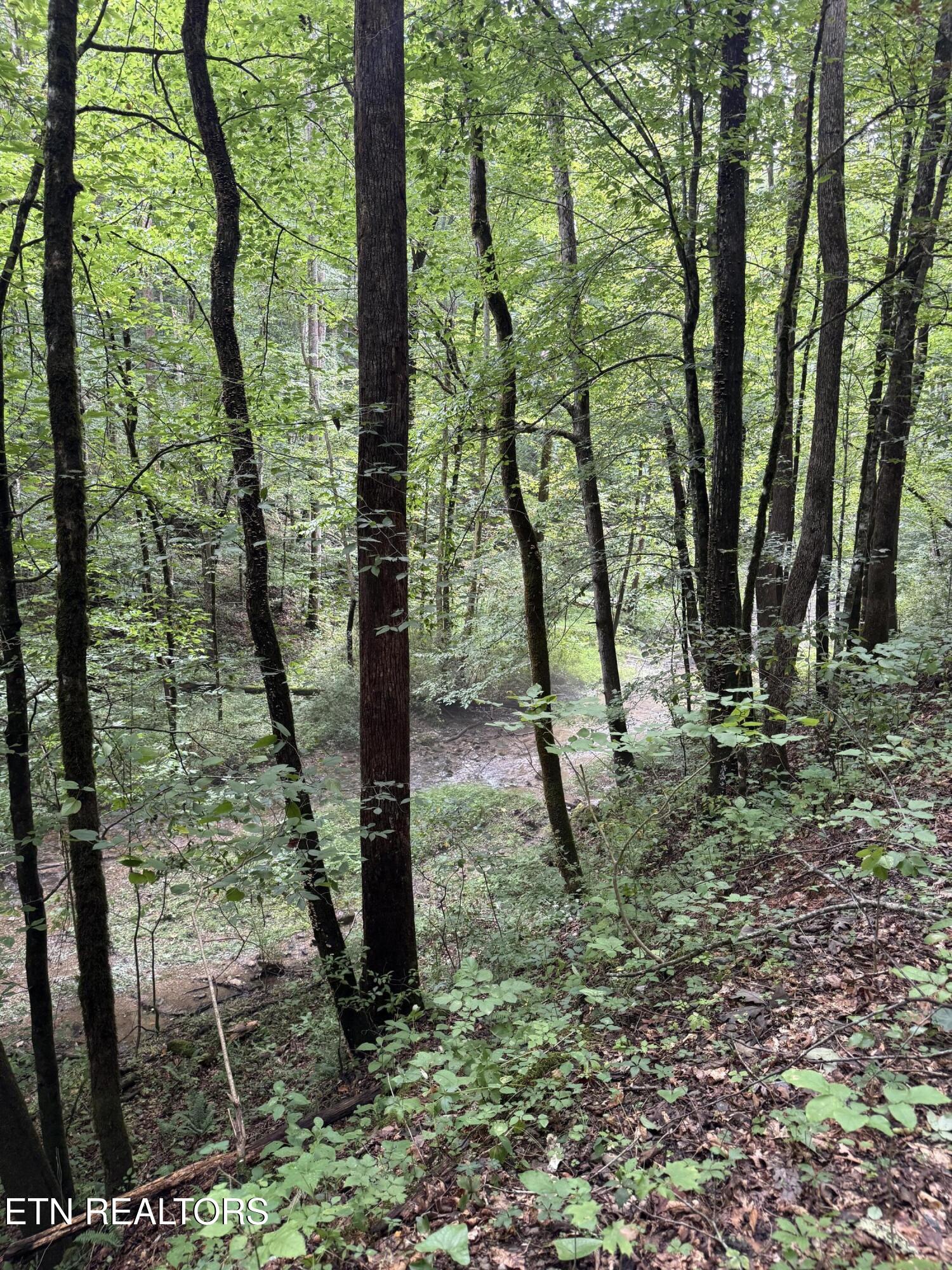 Lonesome Valley Road New Tazewell TN 37825