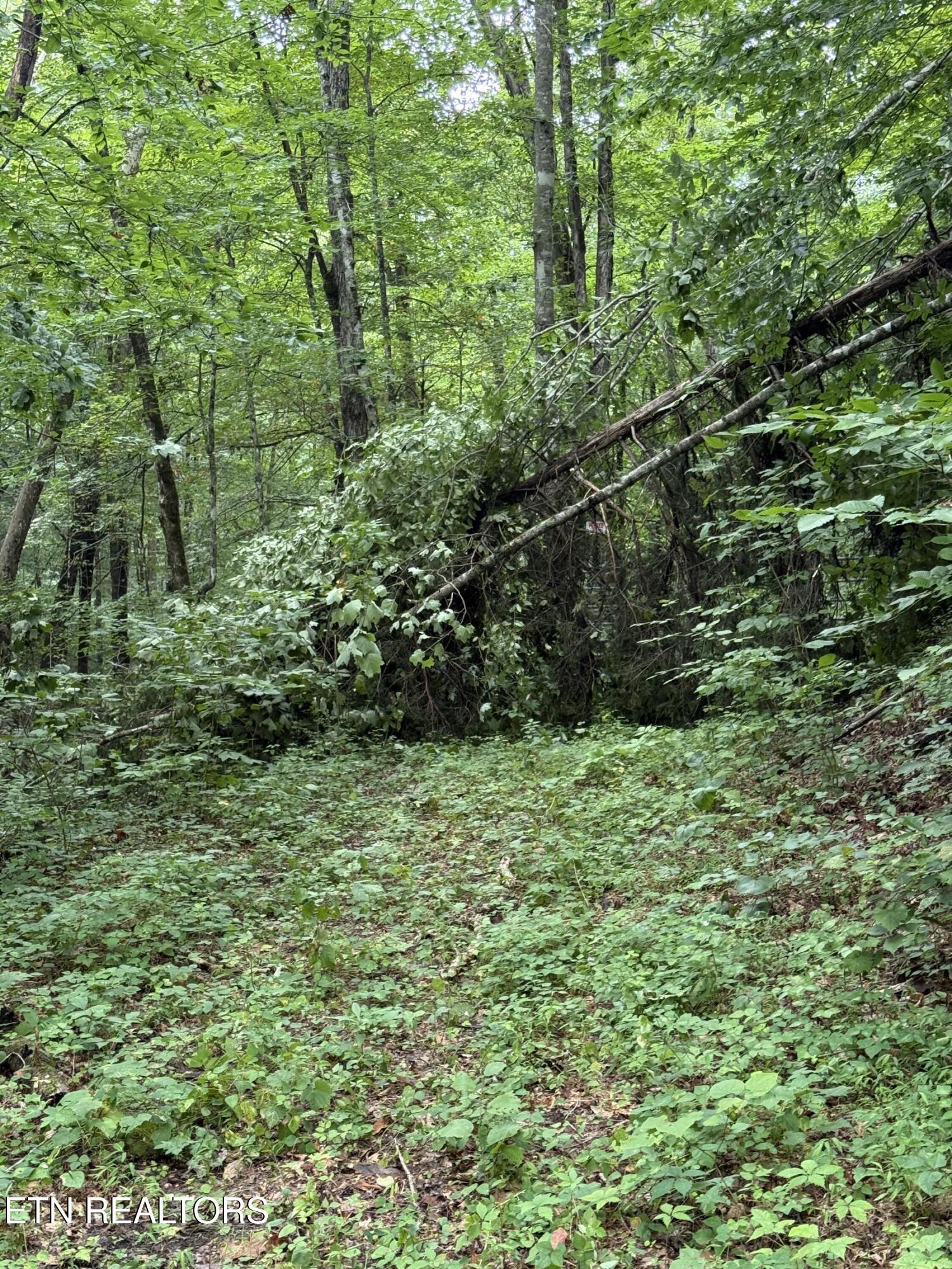 Lonesome Valley Road New Tazewell TN 37825
