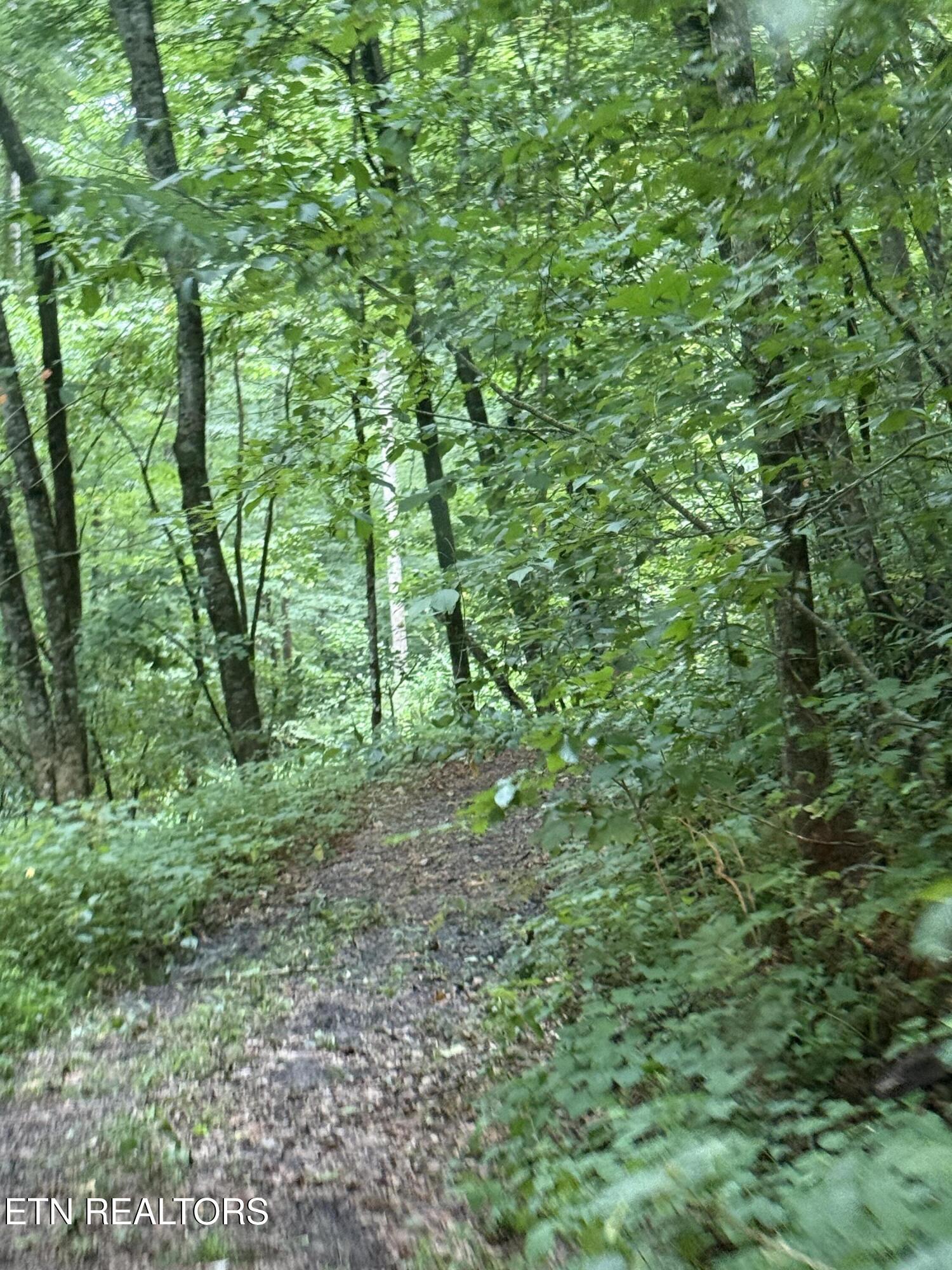 Lonesome Valley Road New Tazewell TN 37825