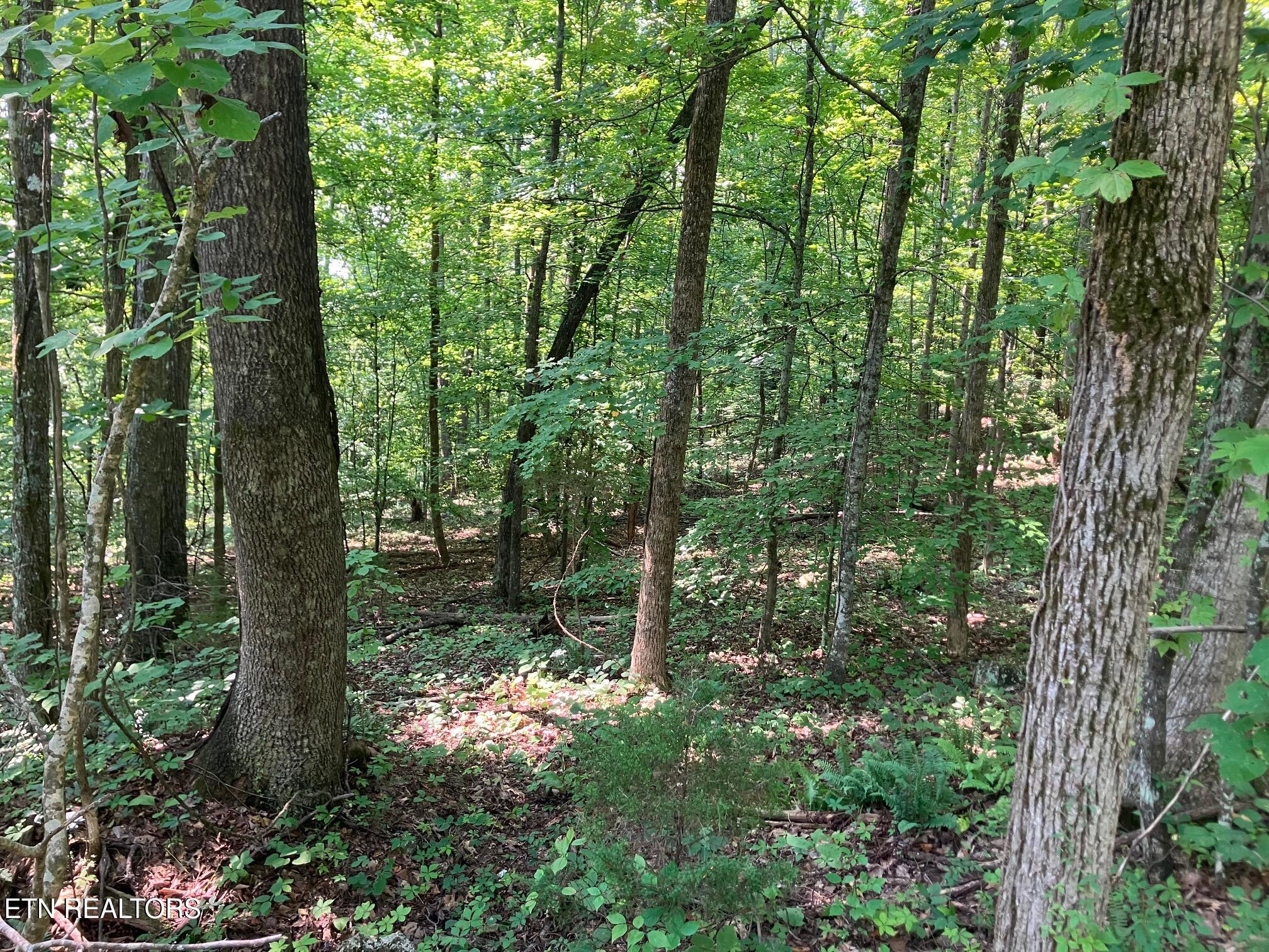 Lot 1 Tumbling Run Road Maynardville TN 37807