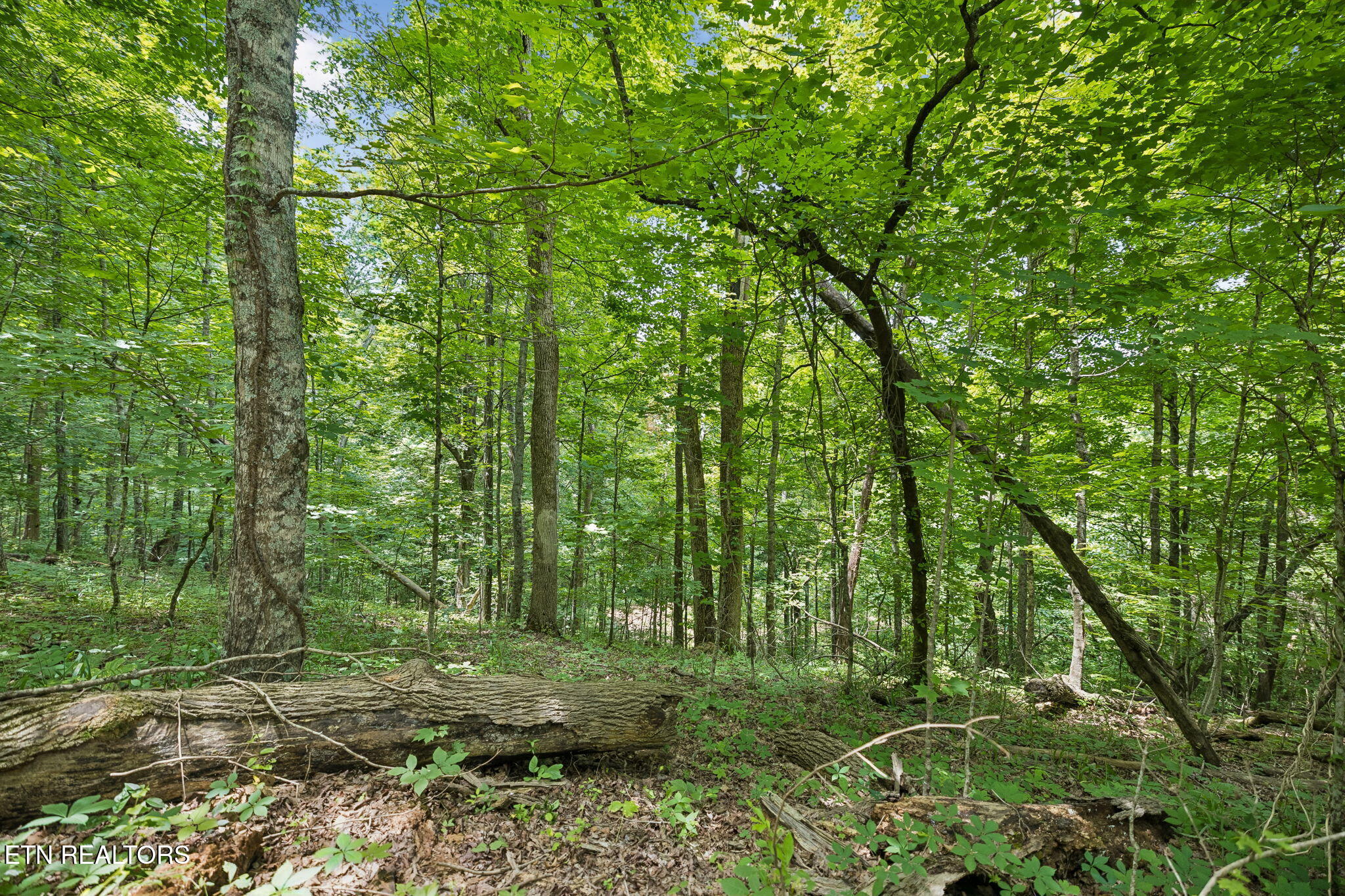 Knob Road Rutledge TN 37861