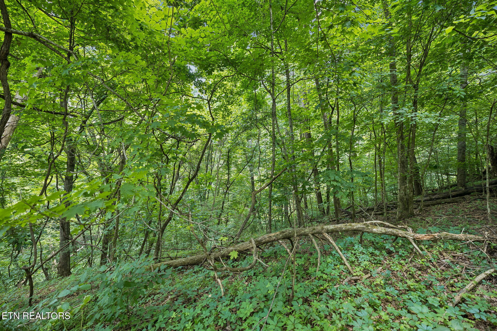 Knob Road Rutledge TN 37861
