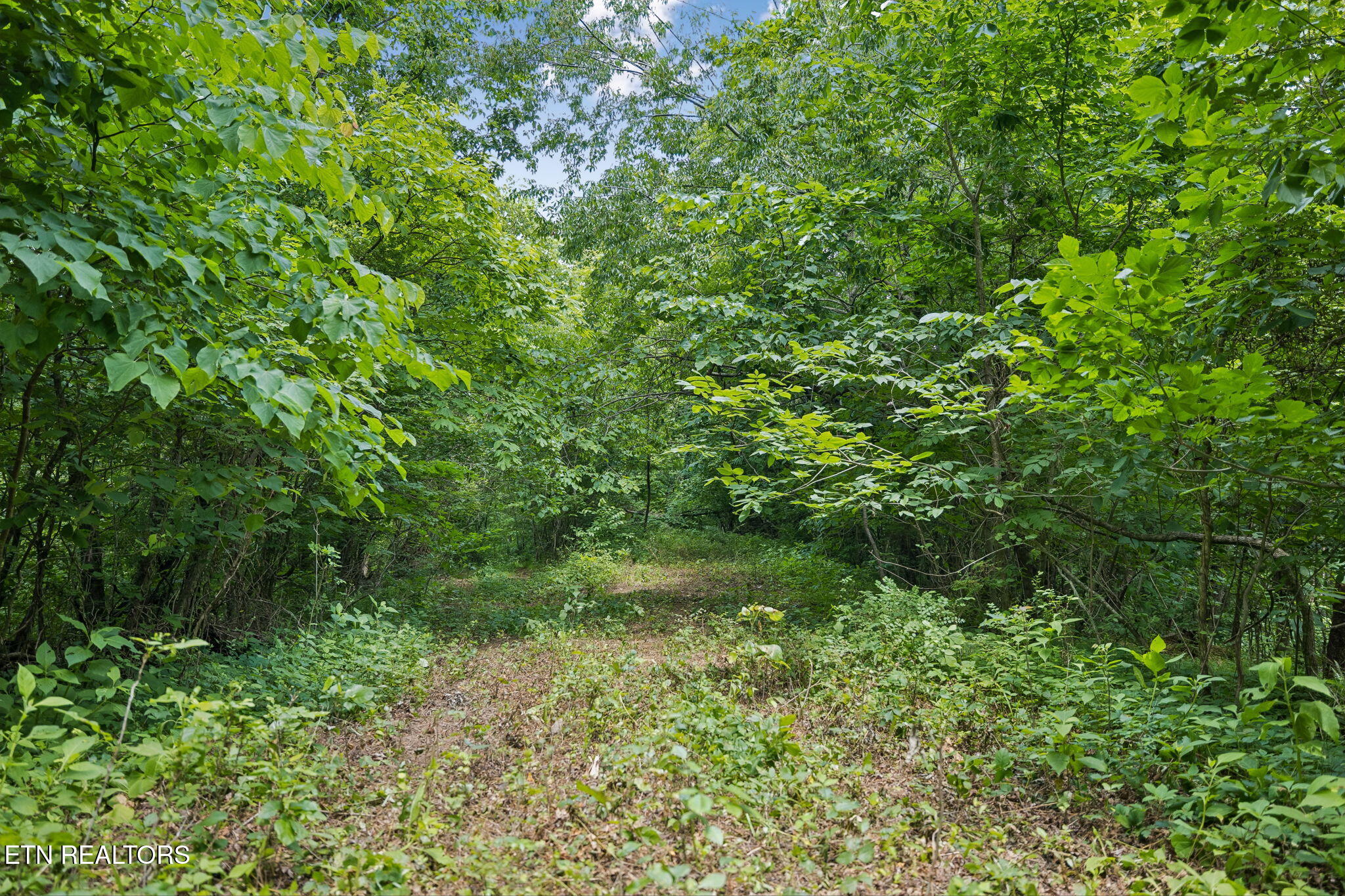 Knob Road Rutledge TN 37861
