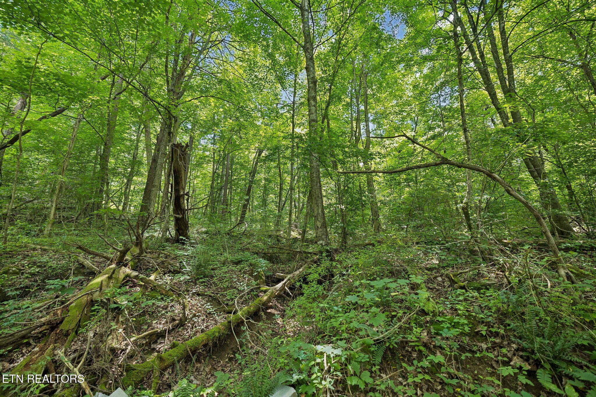 Knob Road Rutledge TN 37861