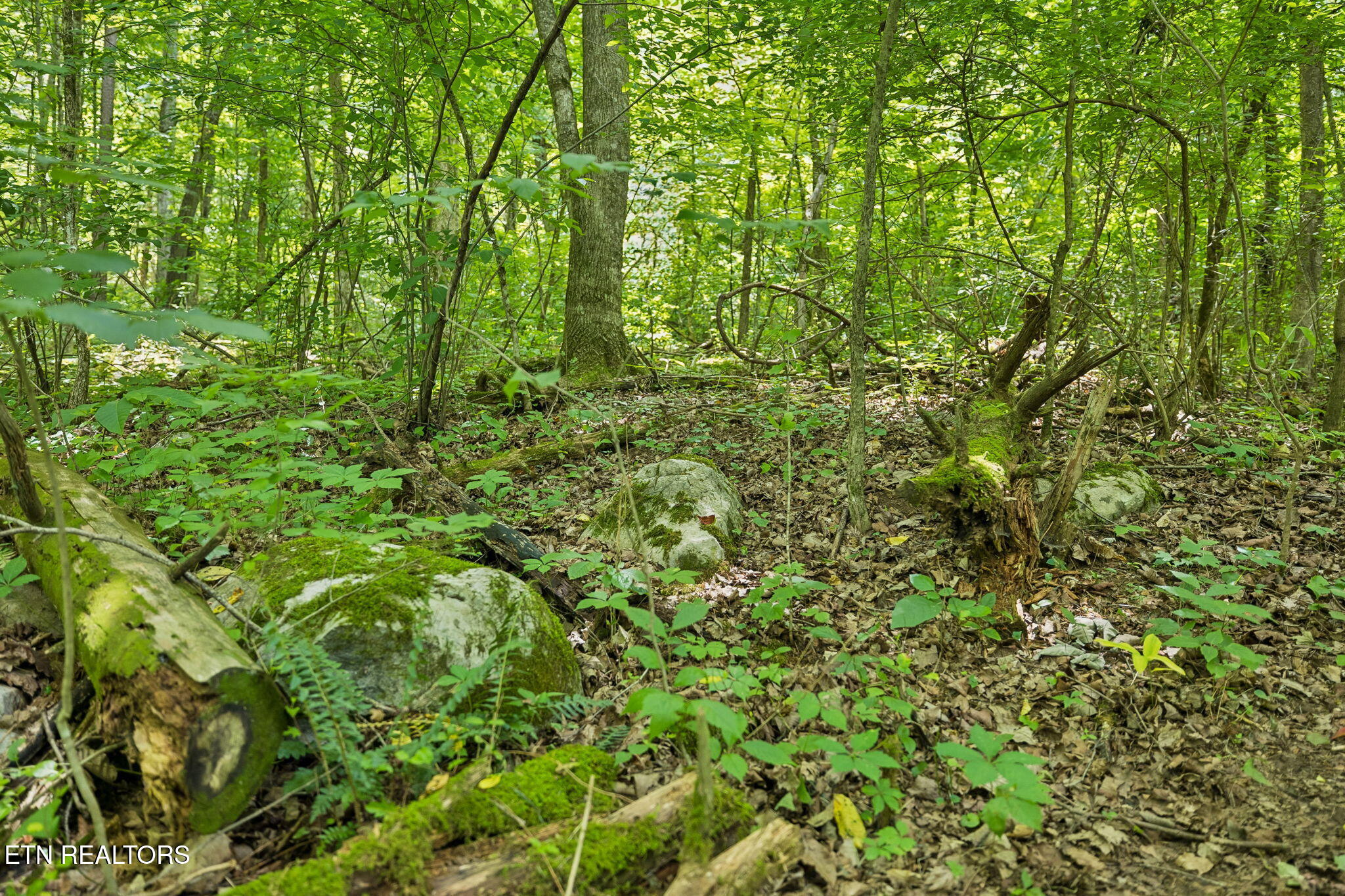 Knob Road Rutledge TN 37861