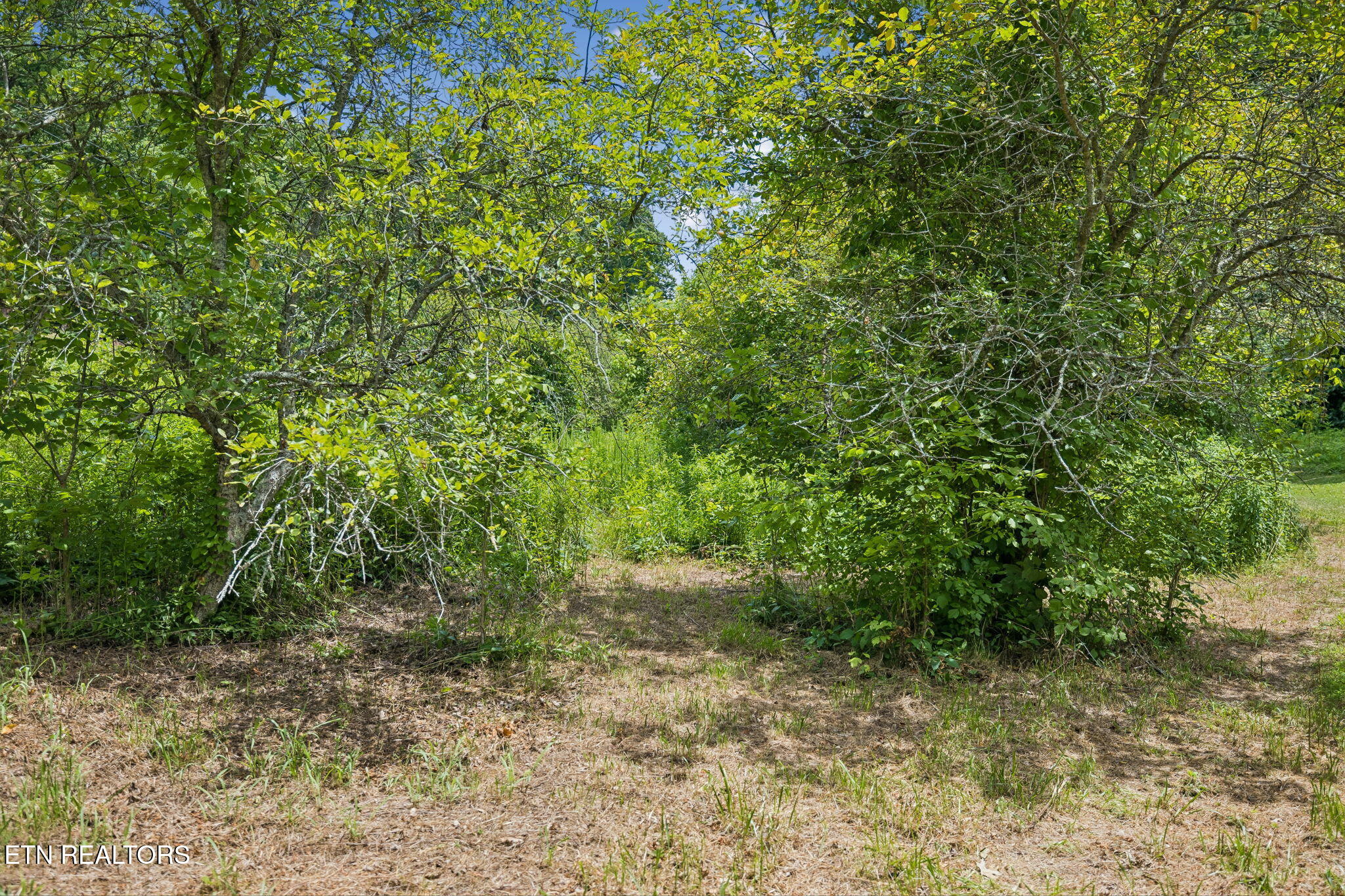 Knob Road Rutledge TN 37861