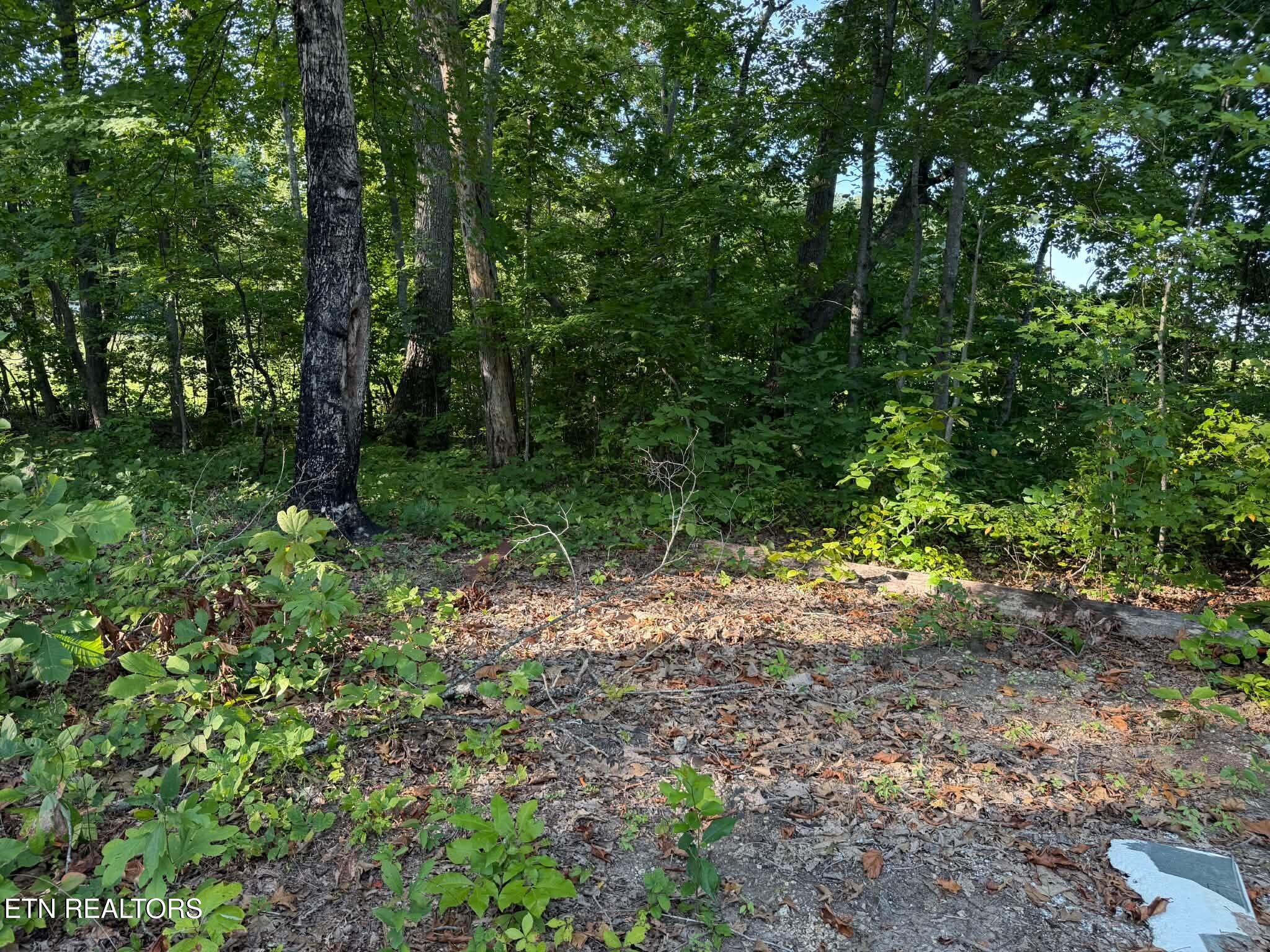 Center Lane New Tazewell TN 37825